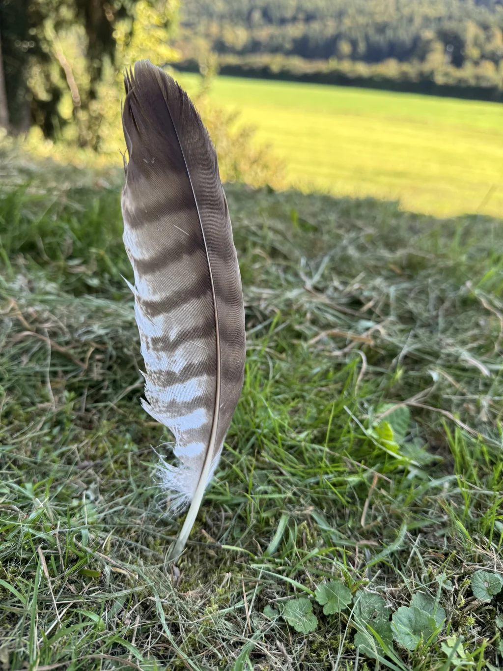 Inspirationsbild von Zelten auf dem Bühl