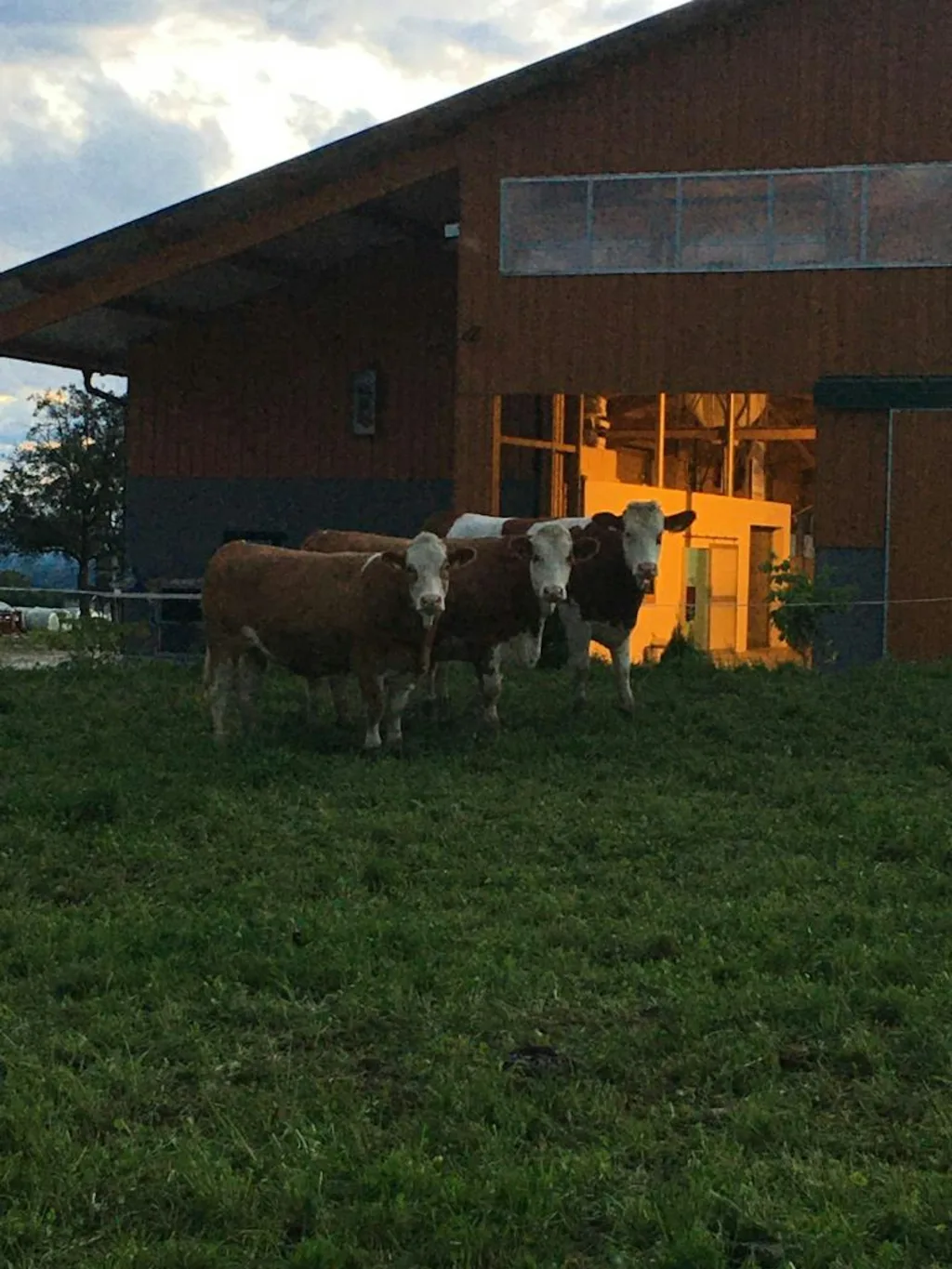 Holzplatz im Strudengau