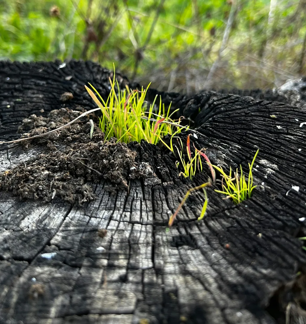 Abgelegene Senke am Walnussbaum