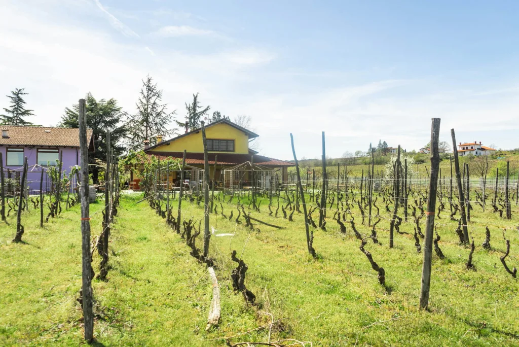 Camp&Wine tent