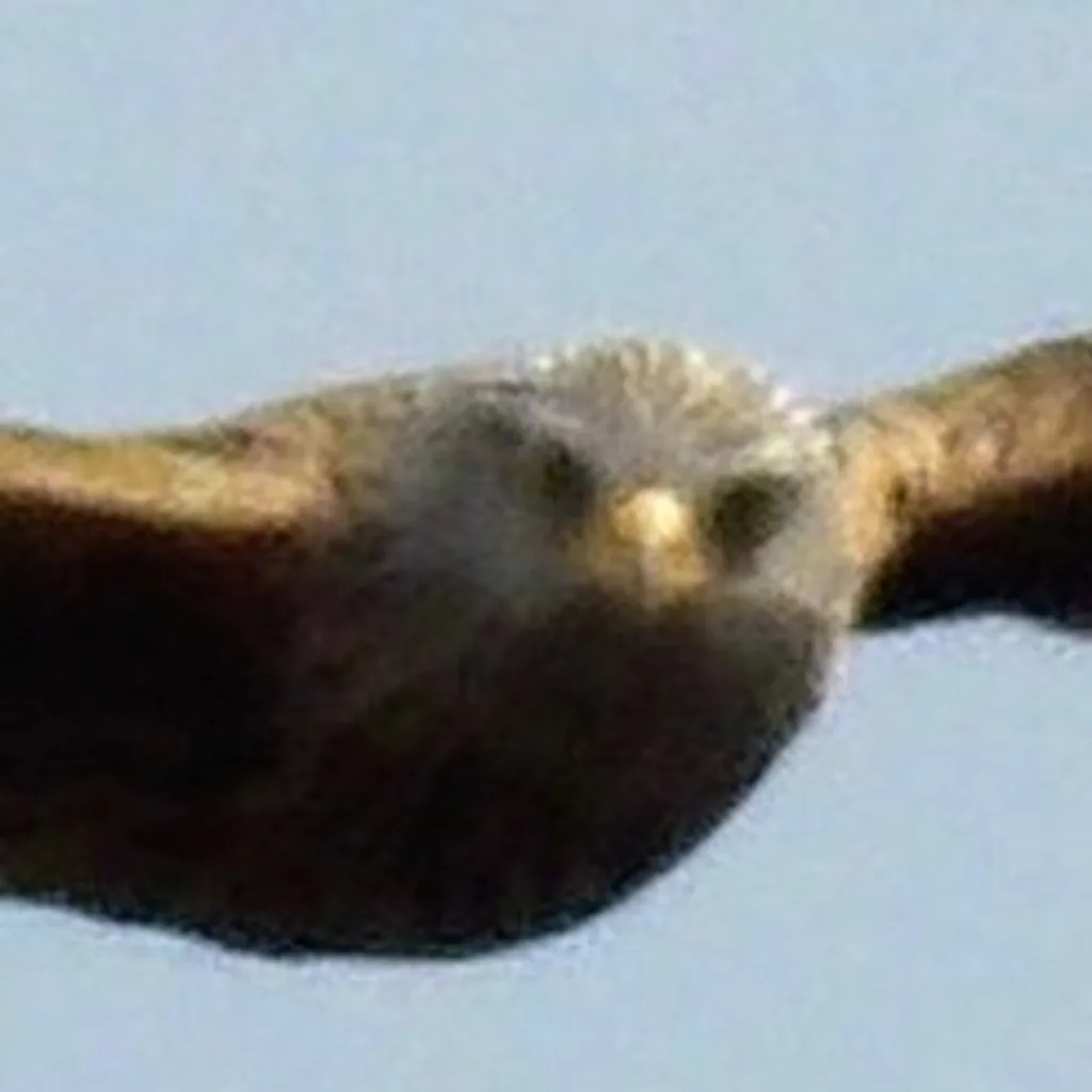 Profilbild von Hubertus