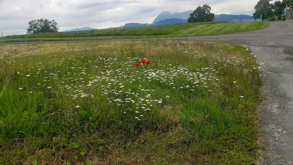 Alp-Panorama / Beim alten Stall