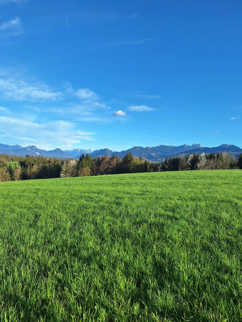 Bergblick Stellplatz mit Alpakas