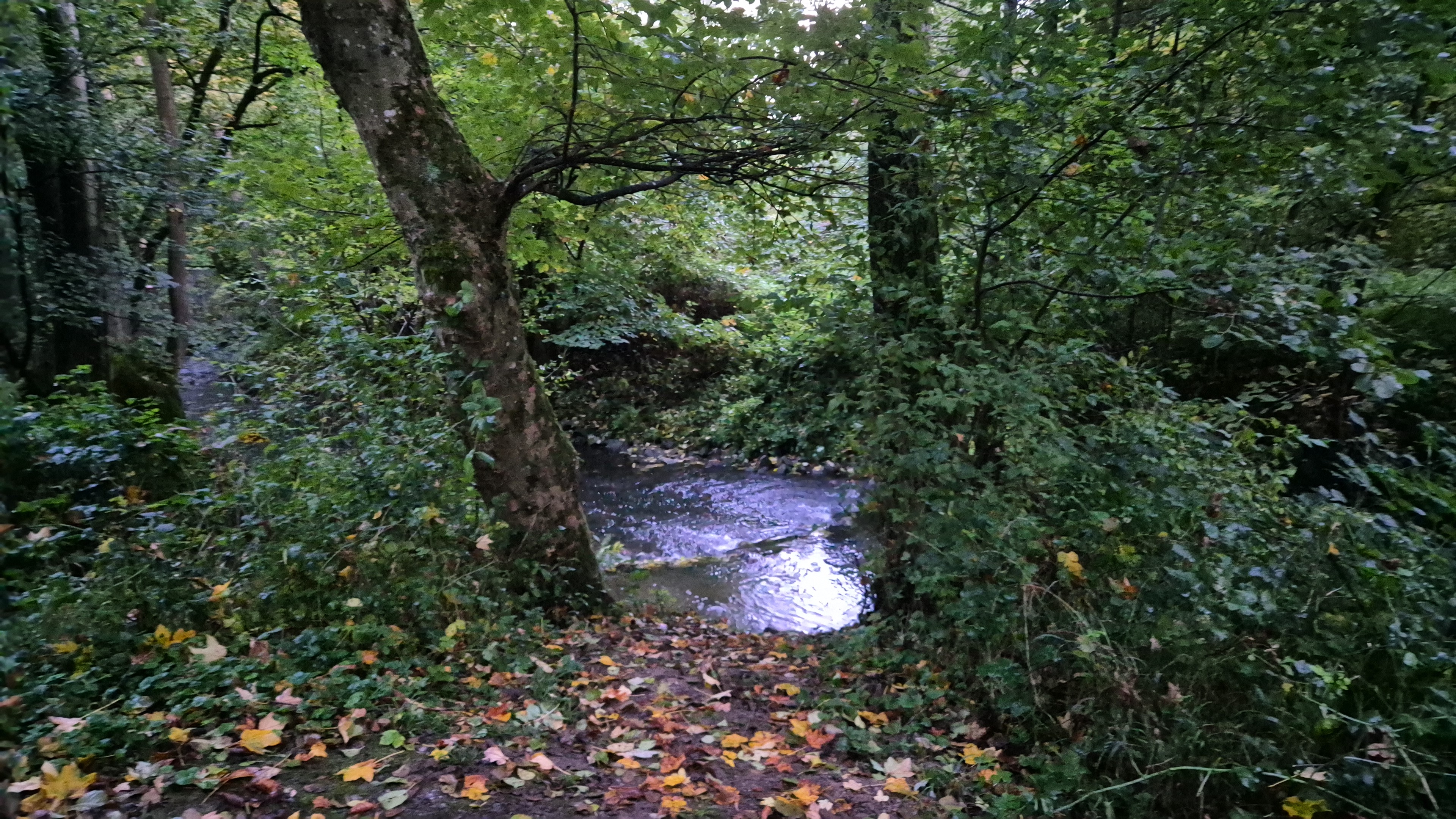 Idyllische Wiese am Bach photo 2