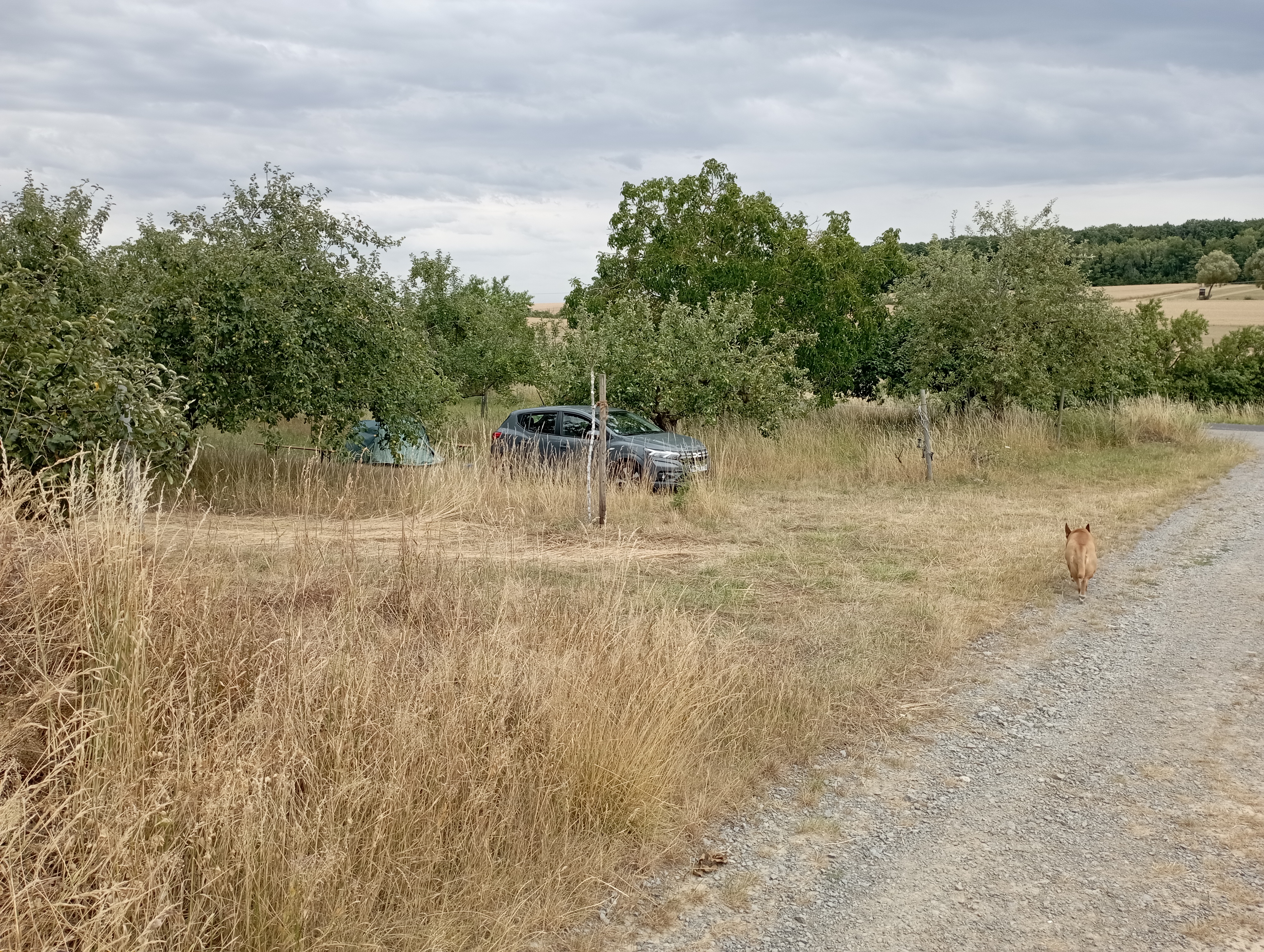 Wilde Ruhe auf naturnaher Obstwiese photo 2