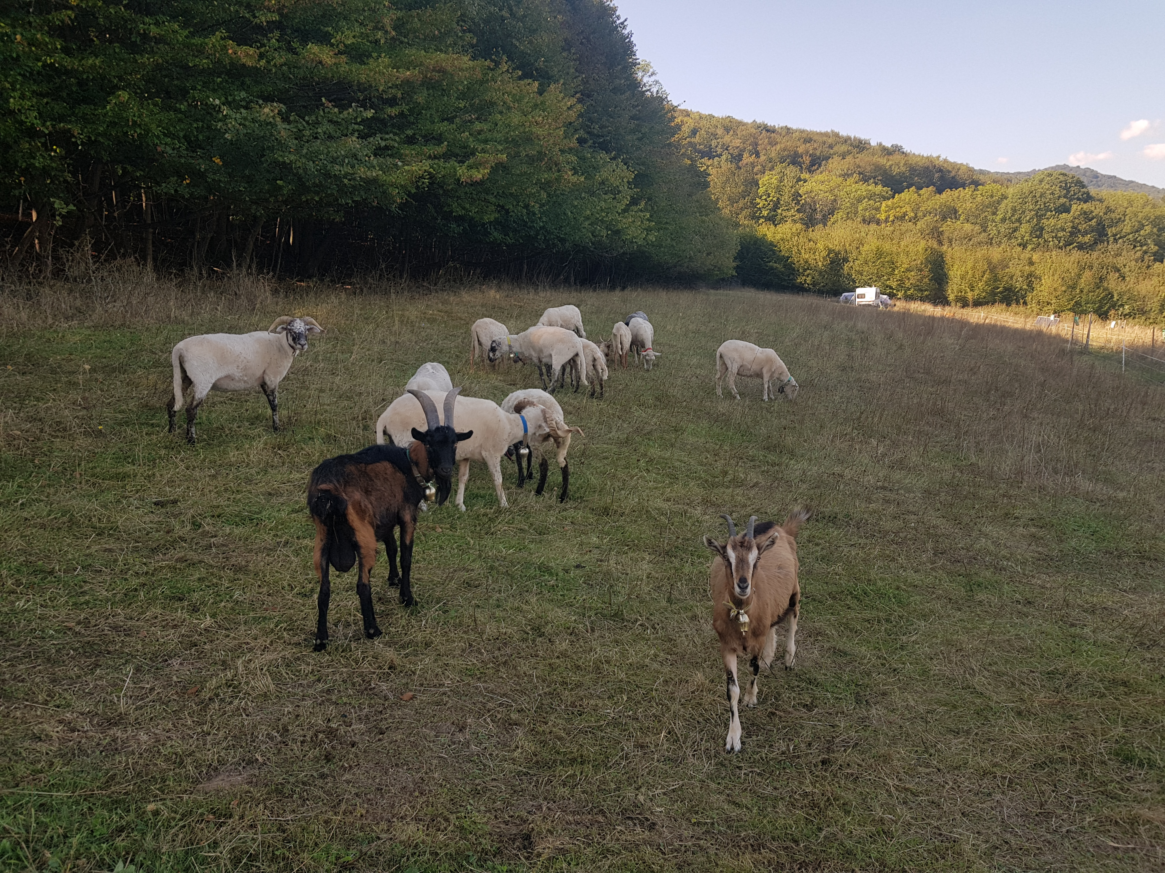 Farma pod Vlciu - campsite at the farm photo 5