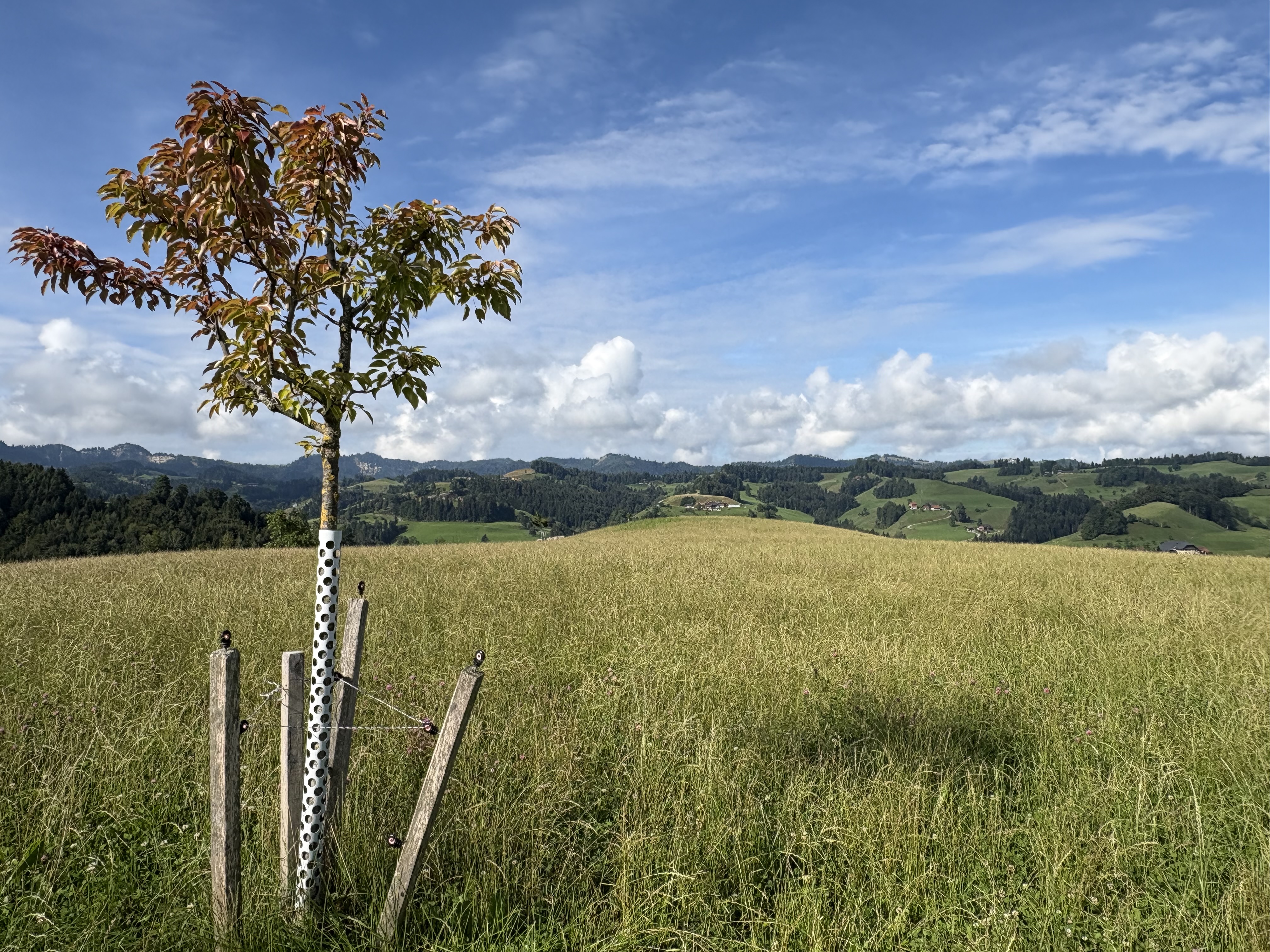 "Opfersei- Neuhaus", im Kräuterdorf photo 4