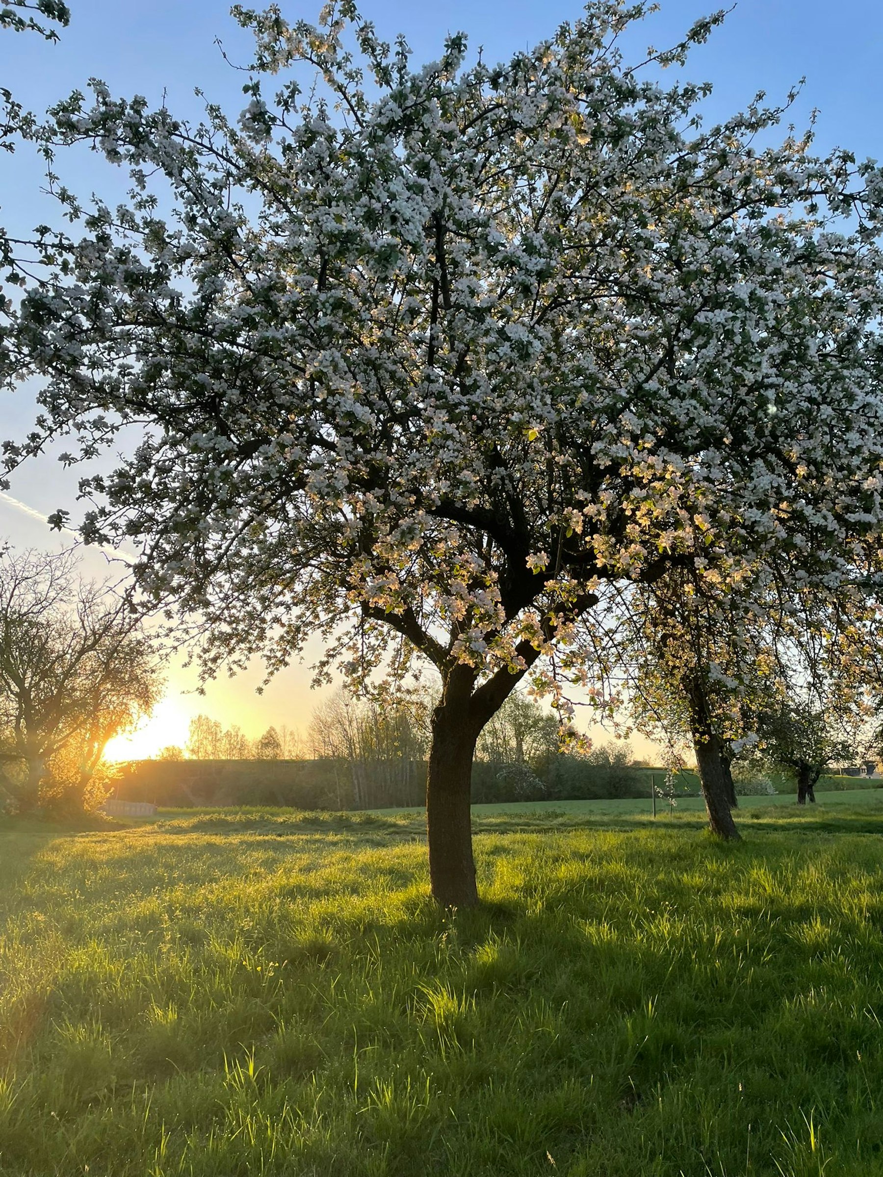 Streuobstwiese, Ehemalige Sandgrube photo 3