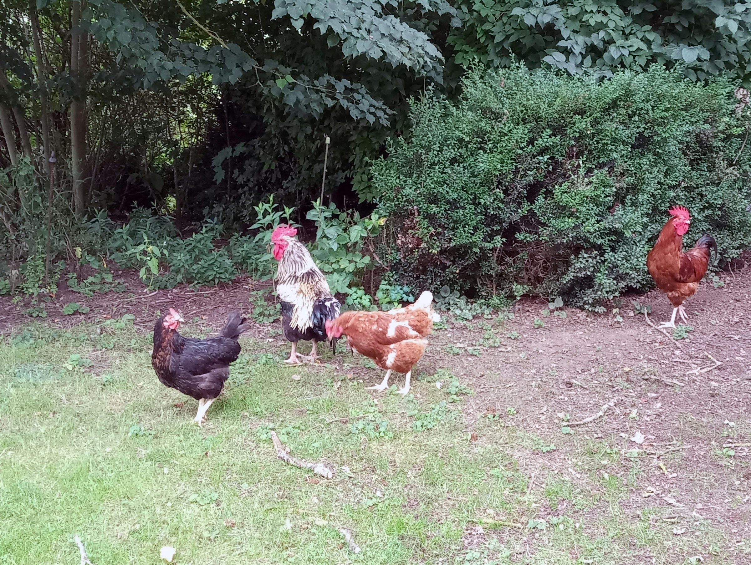 Campen auf dem Bauernhof photo 3