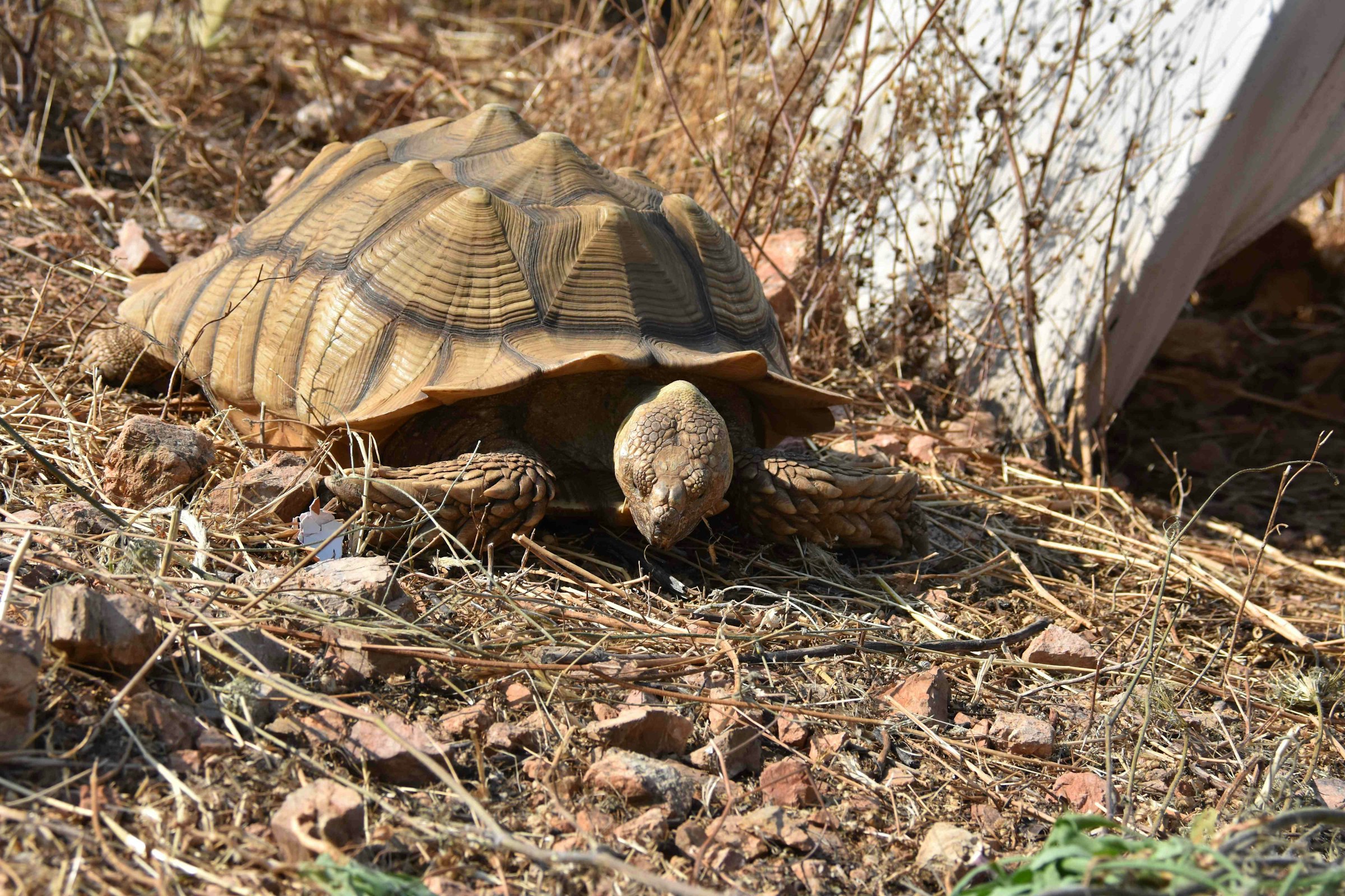 Chelones photo 4