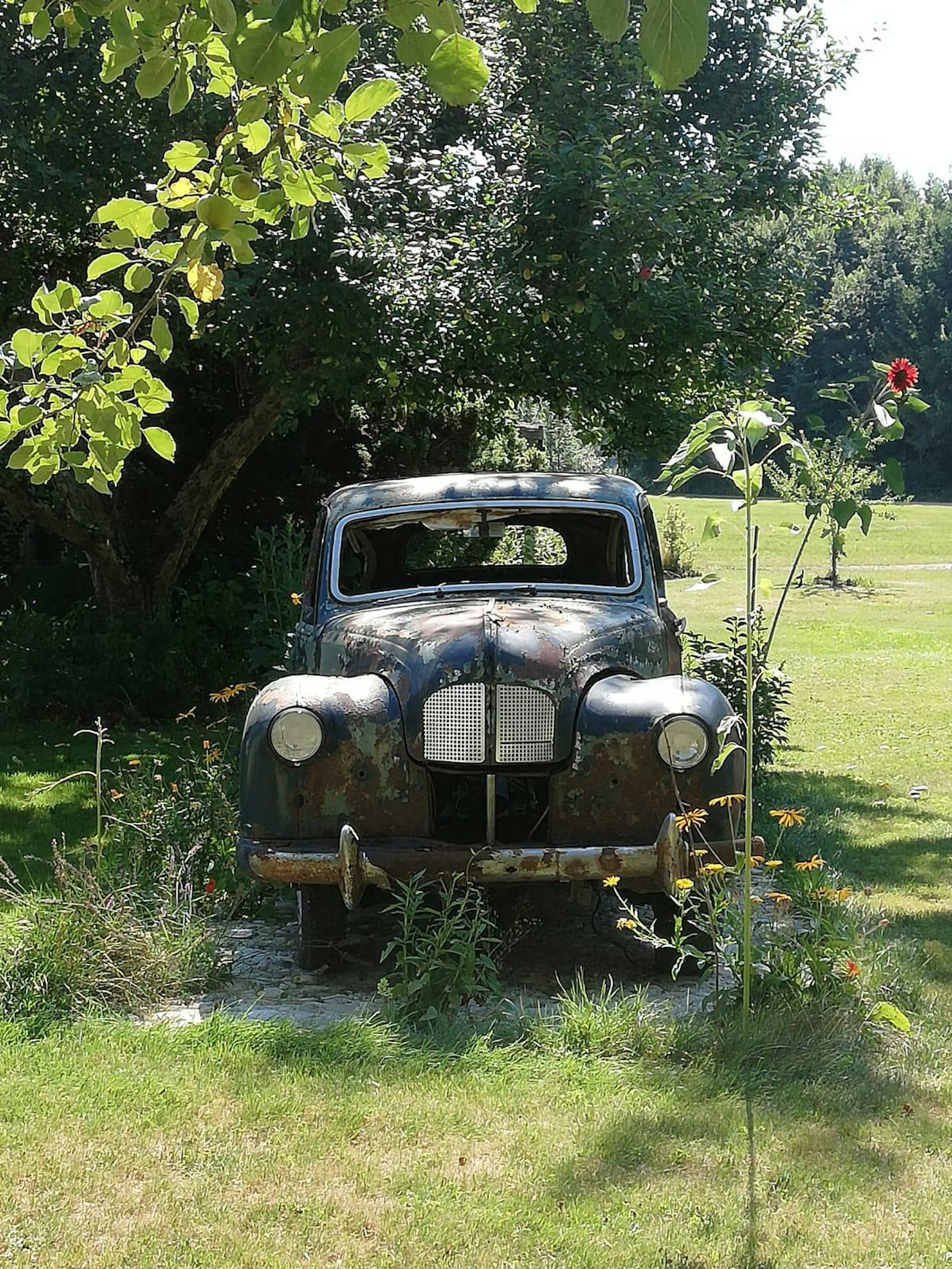 zwischen Obstbäumen mit Waldblick photo 4