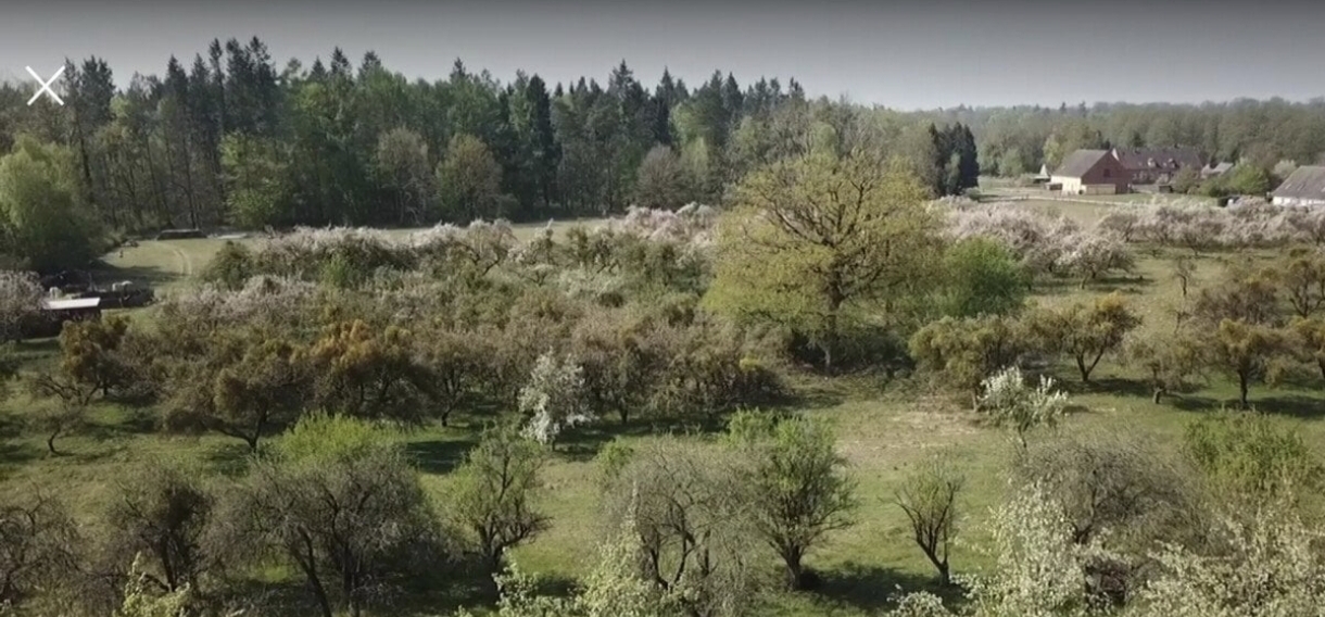 Apfelwiese mit Pferd und Schaf, waldnah und ruhig. - Photo 2