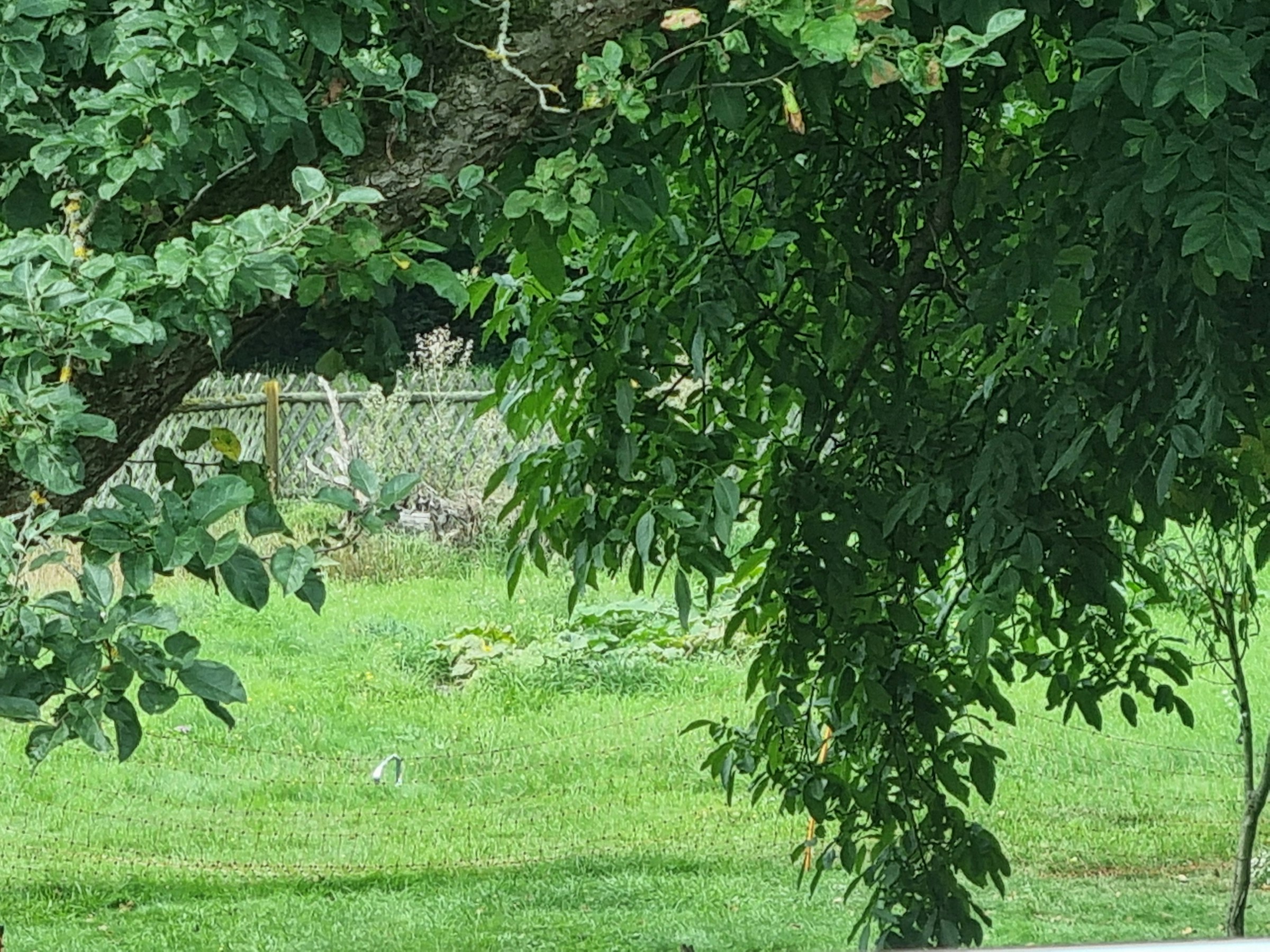 Hähne wecken euch im Lossatal photo 3