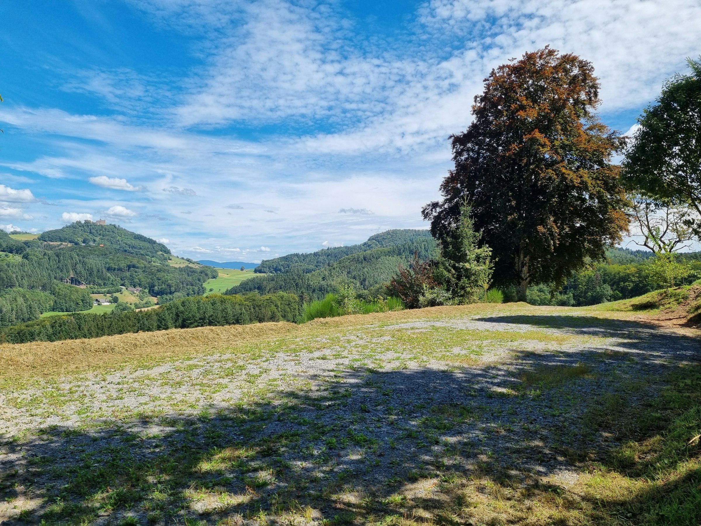 Schwarzwaldtannen mit Panormablick photo 3