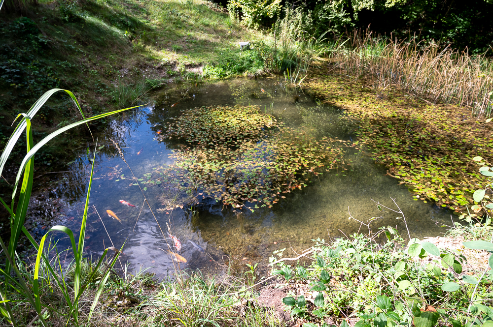 Oase am Weiher photo 4