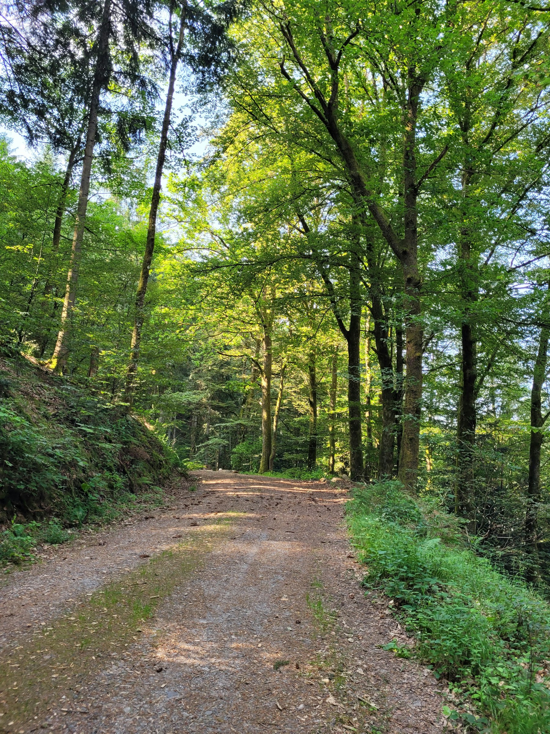 Naturcampingplatz unter den Buchen photo 3