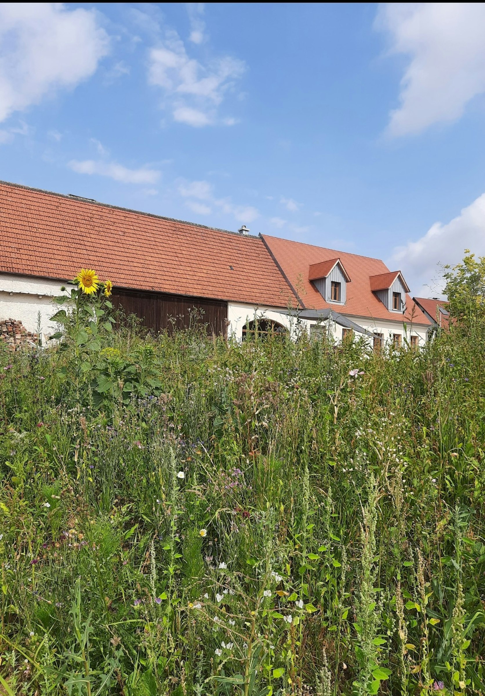 Stellplatz mit tollem Donautalblick photo 3