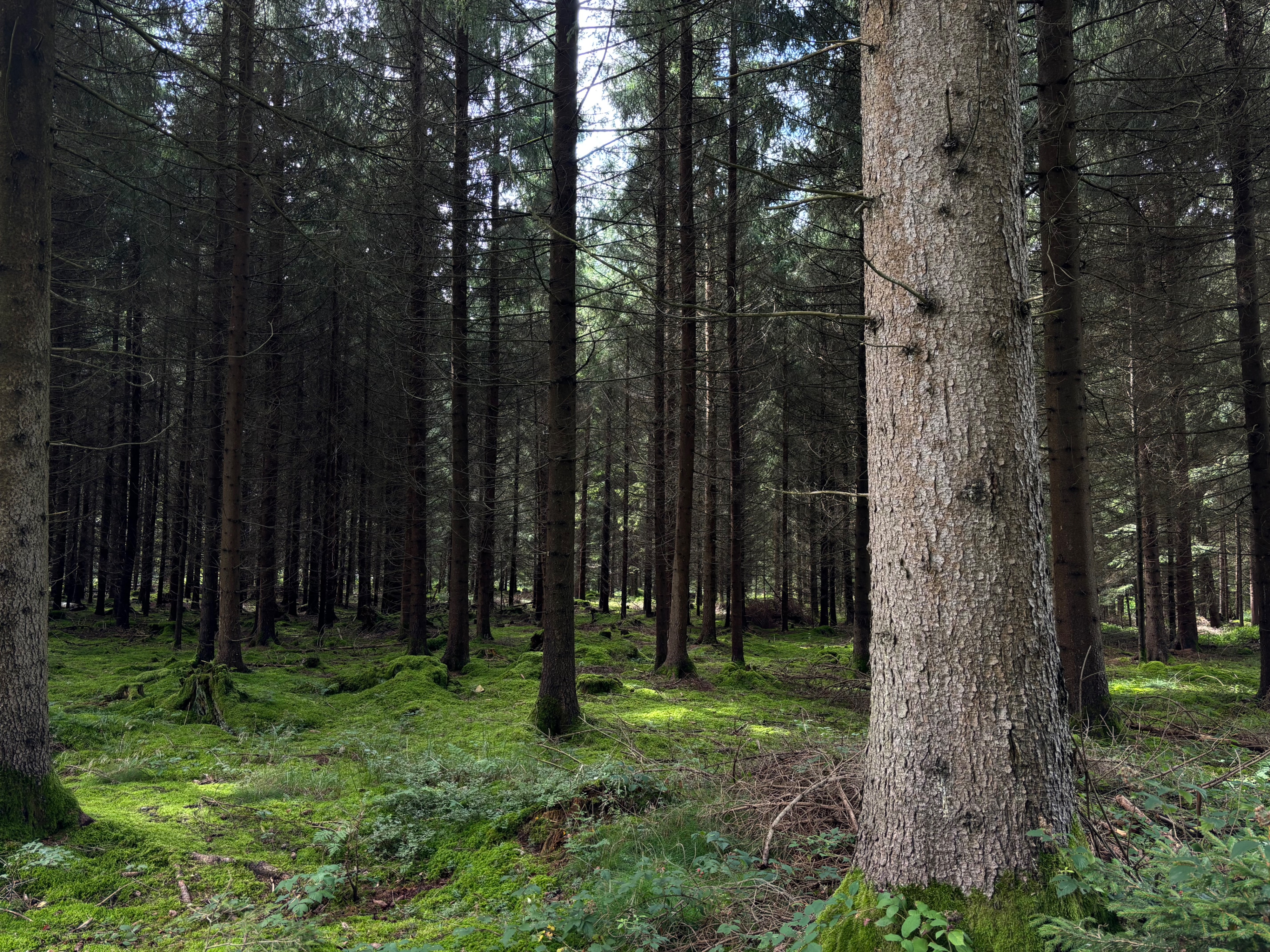 Wiese, Wald, Weitblick – Natur pur! photo 3