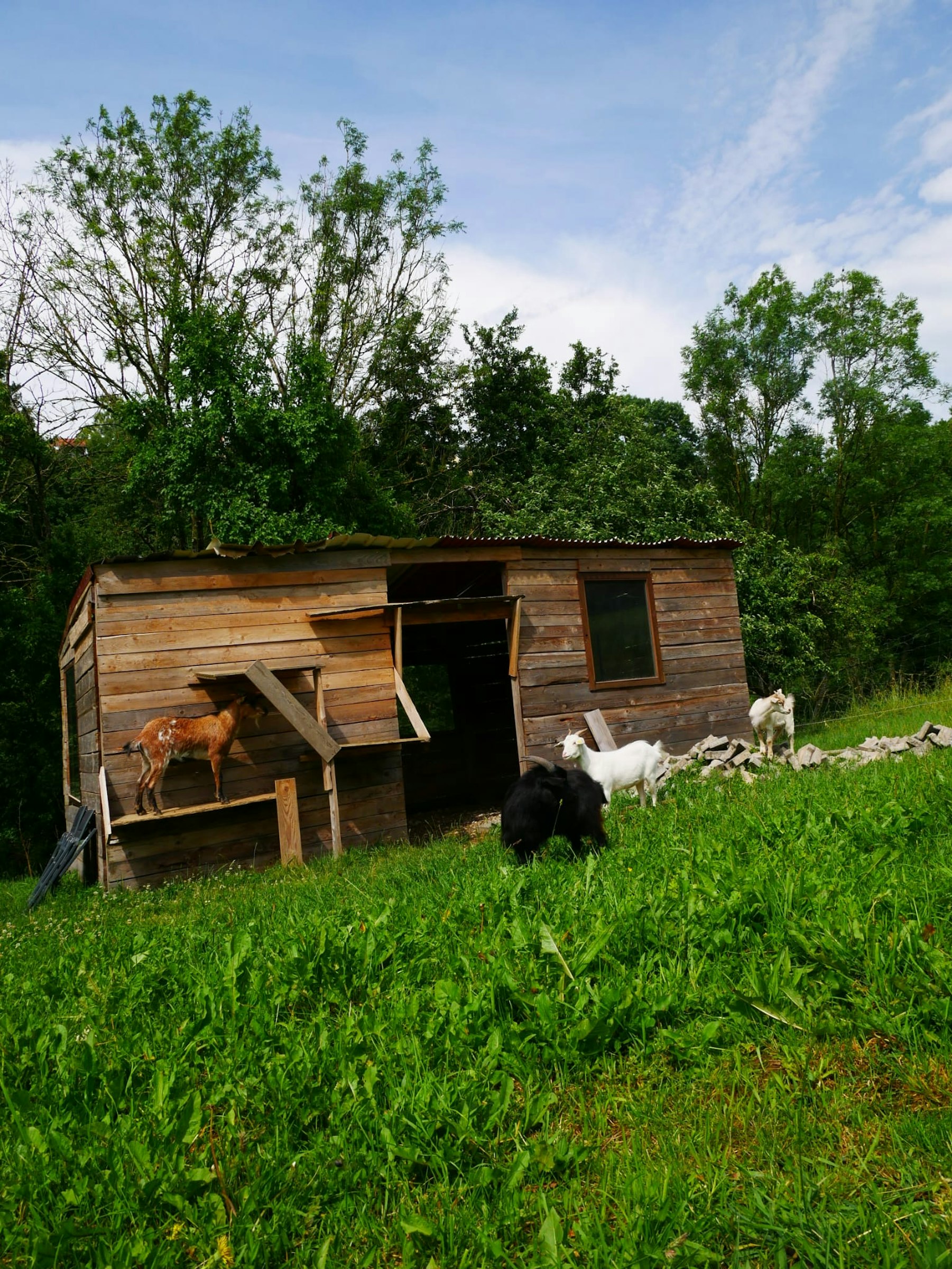Unter dem Walnussbaum photo 4