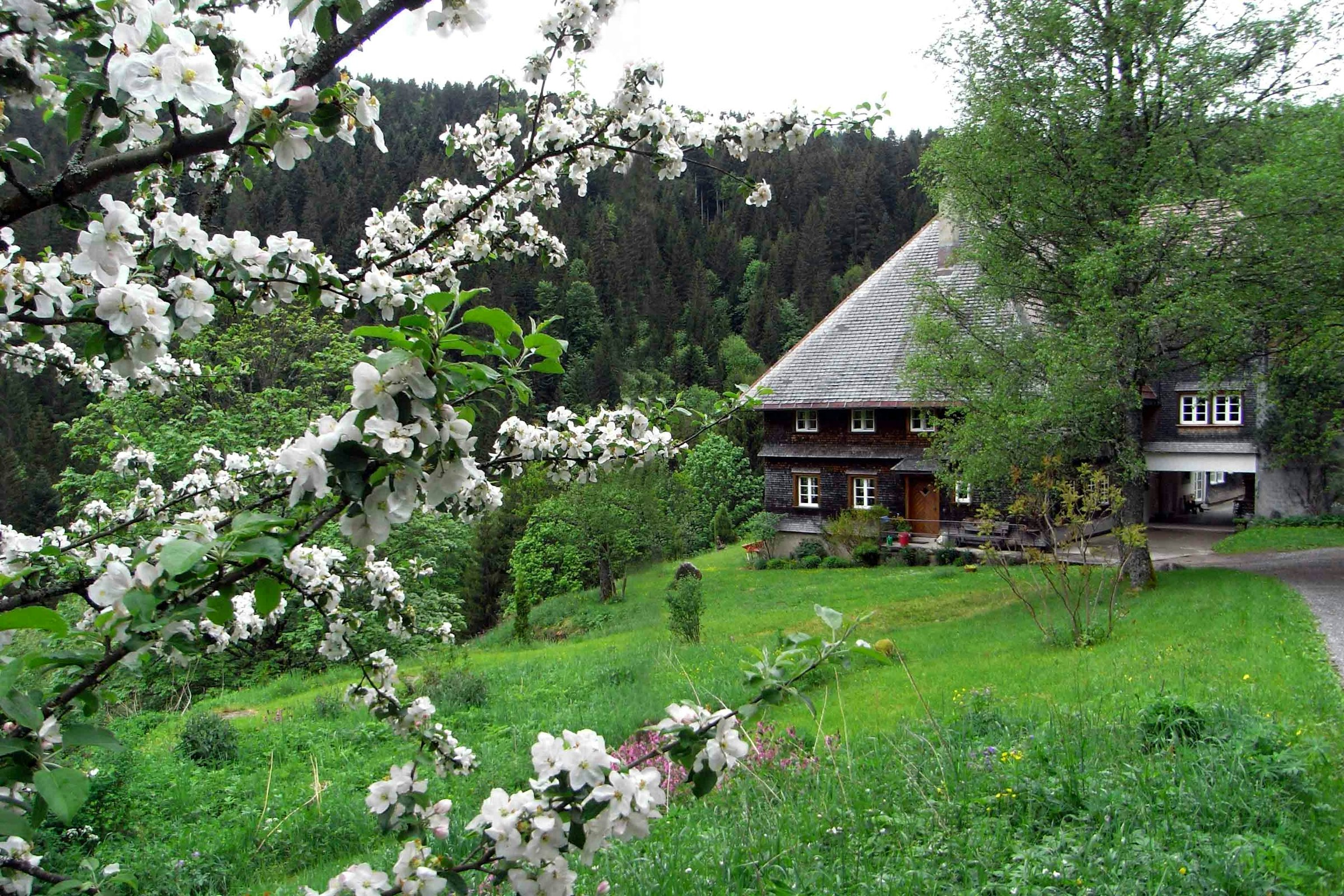 Waldrandparkplatz im Schwarzwald photo 4