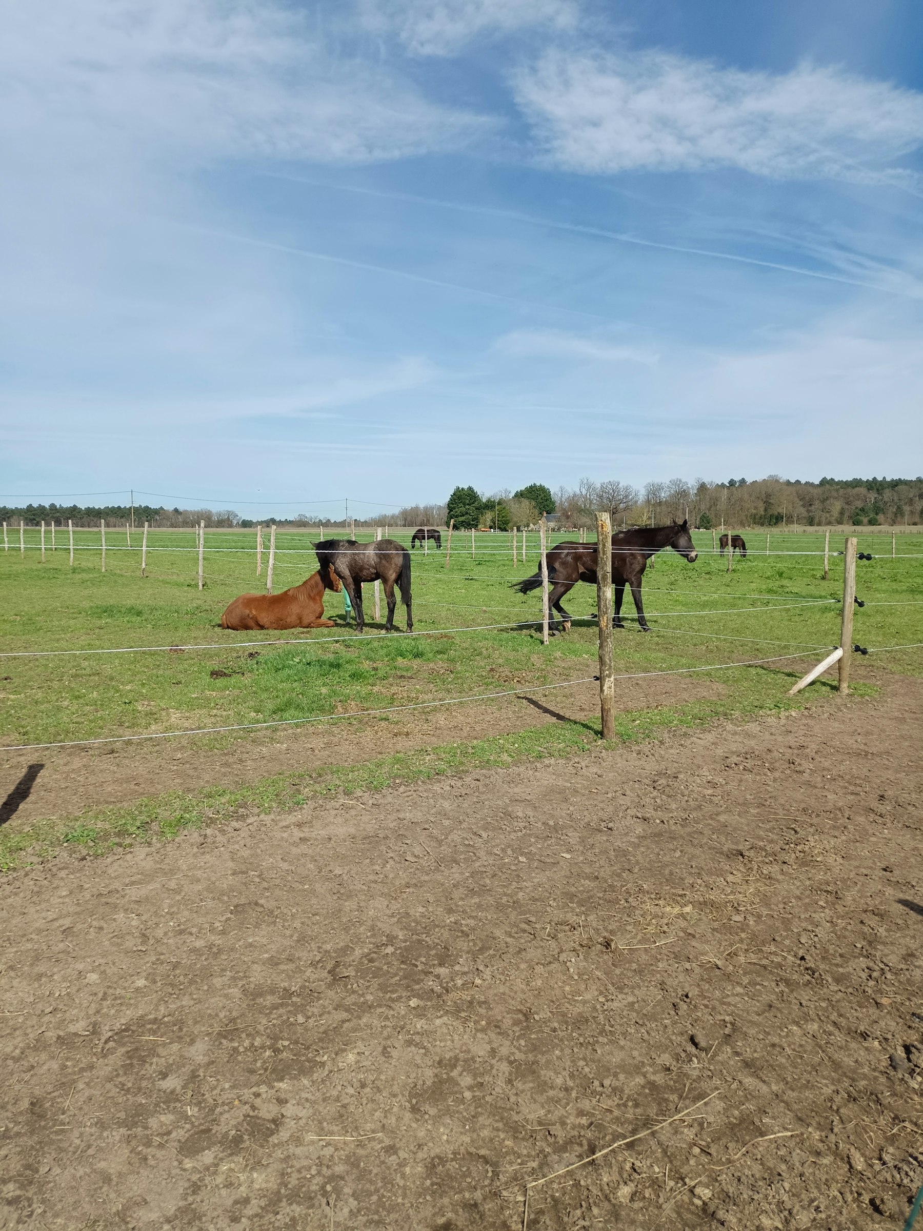 Ein Platz im grünen photo 4