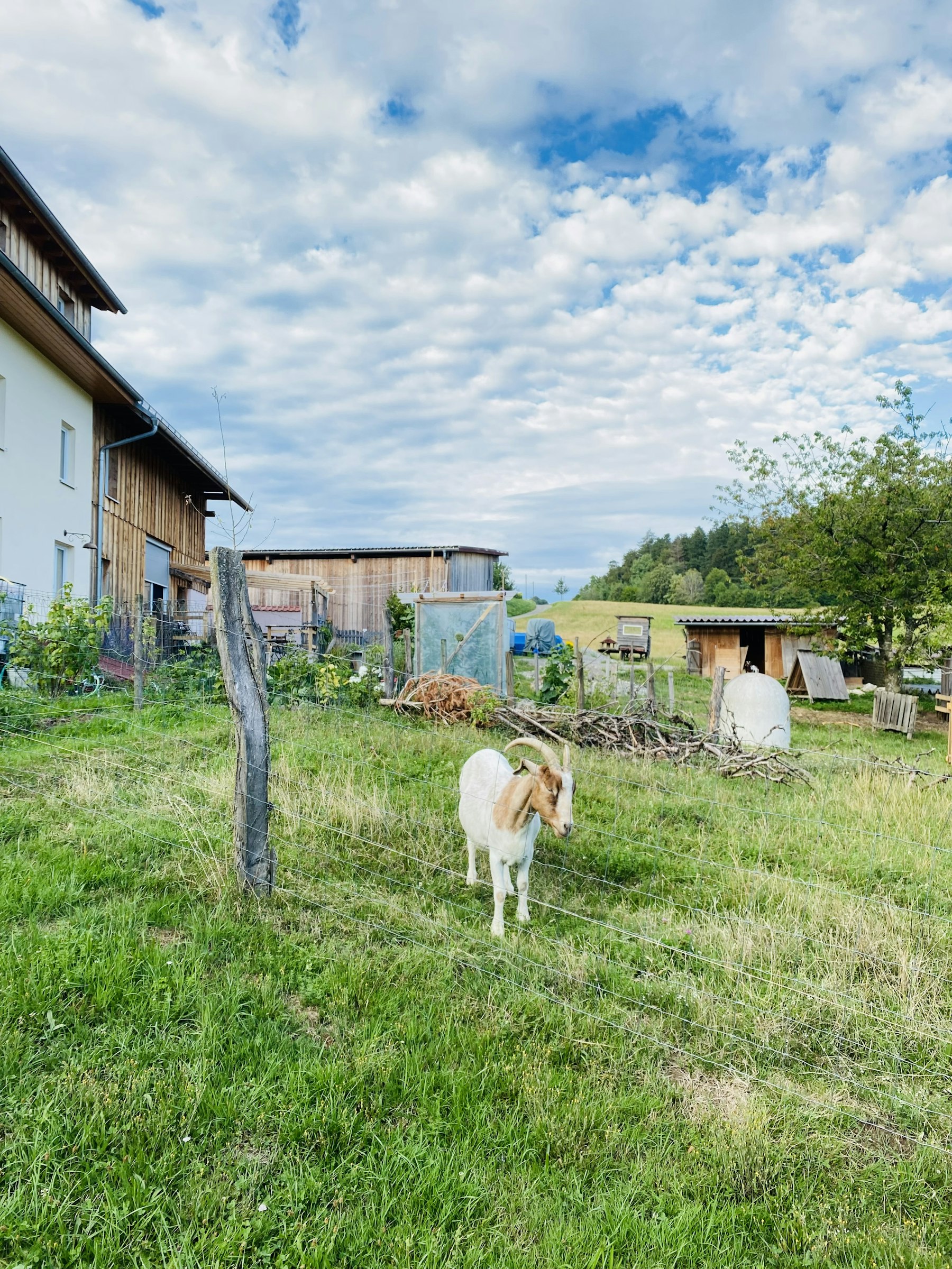 Hof- Plätzle auf der Höri photo 5