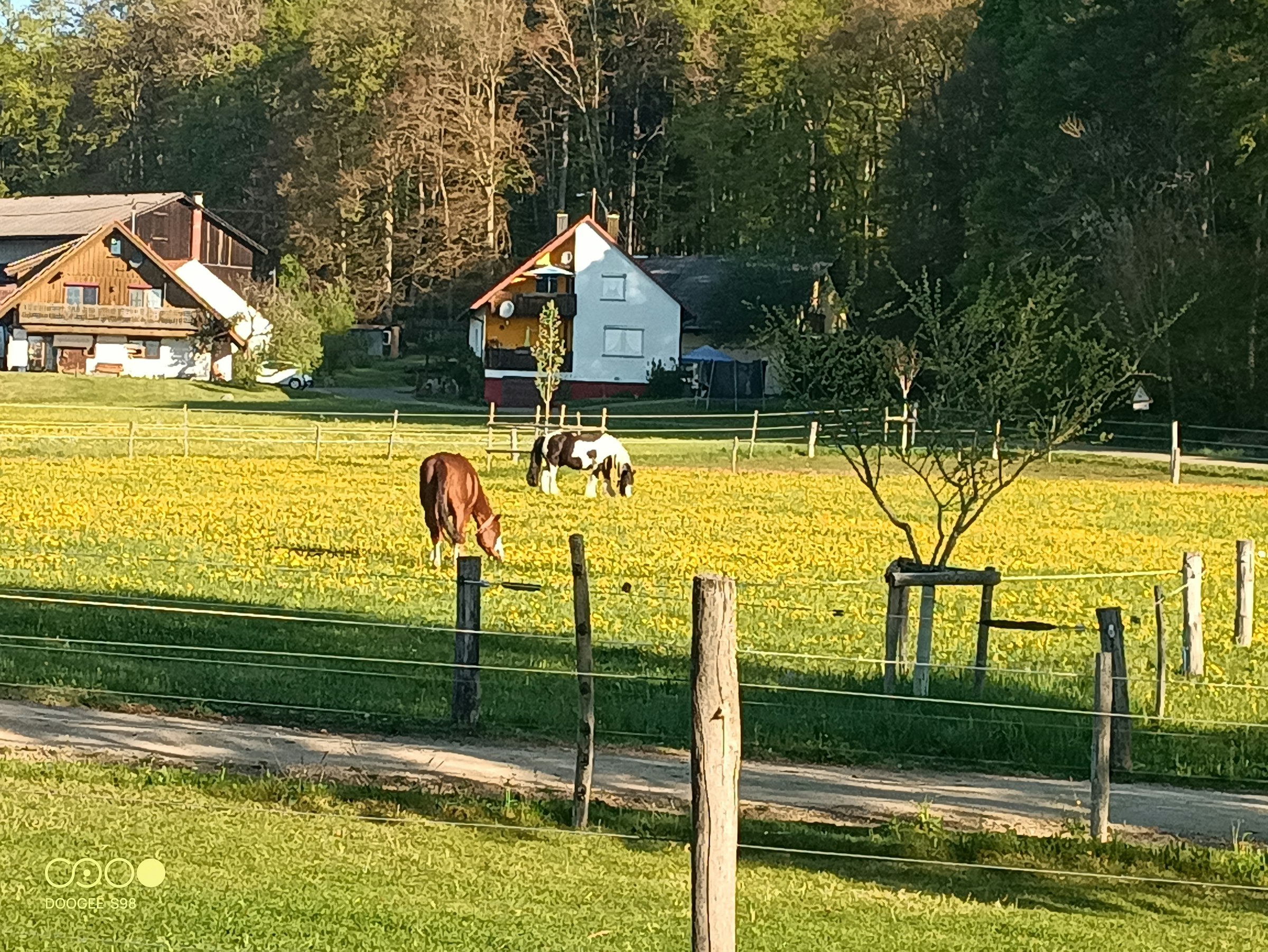 Camping auf dem Pferdehof photo 2