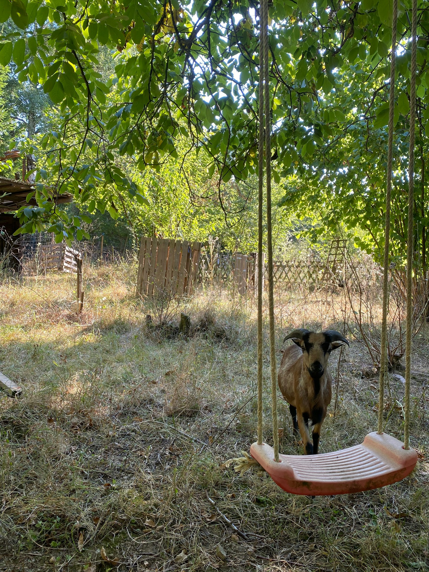 Herzen Farm - Paradies im Ahrtal photo 3