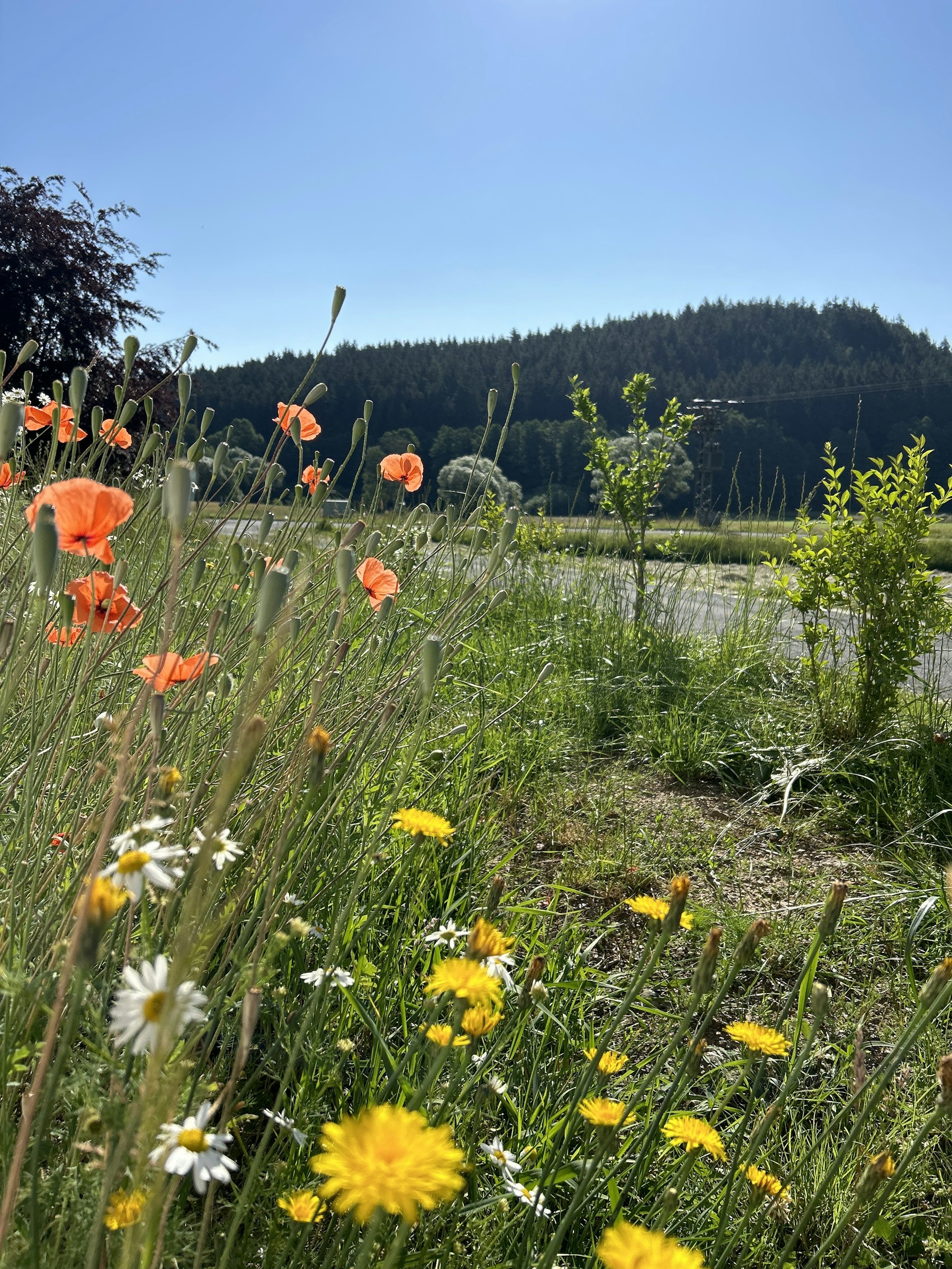Idylle am Wachhügel photo 2
