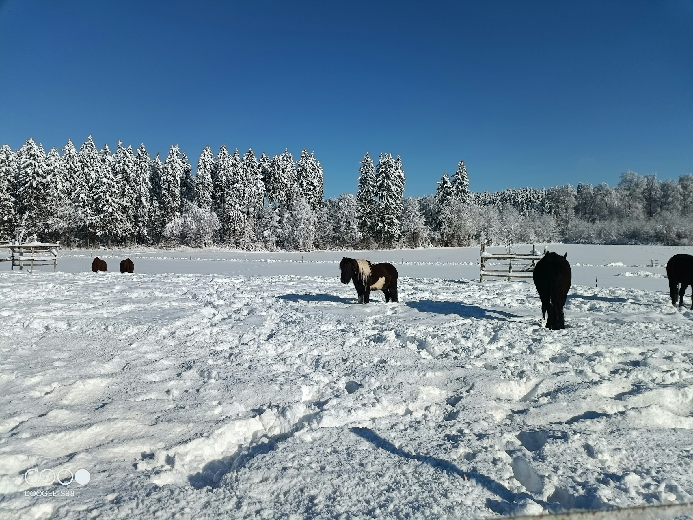 Camping auf dem Pferdehof photo 4