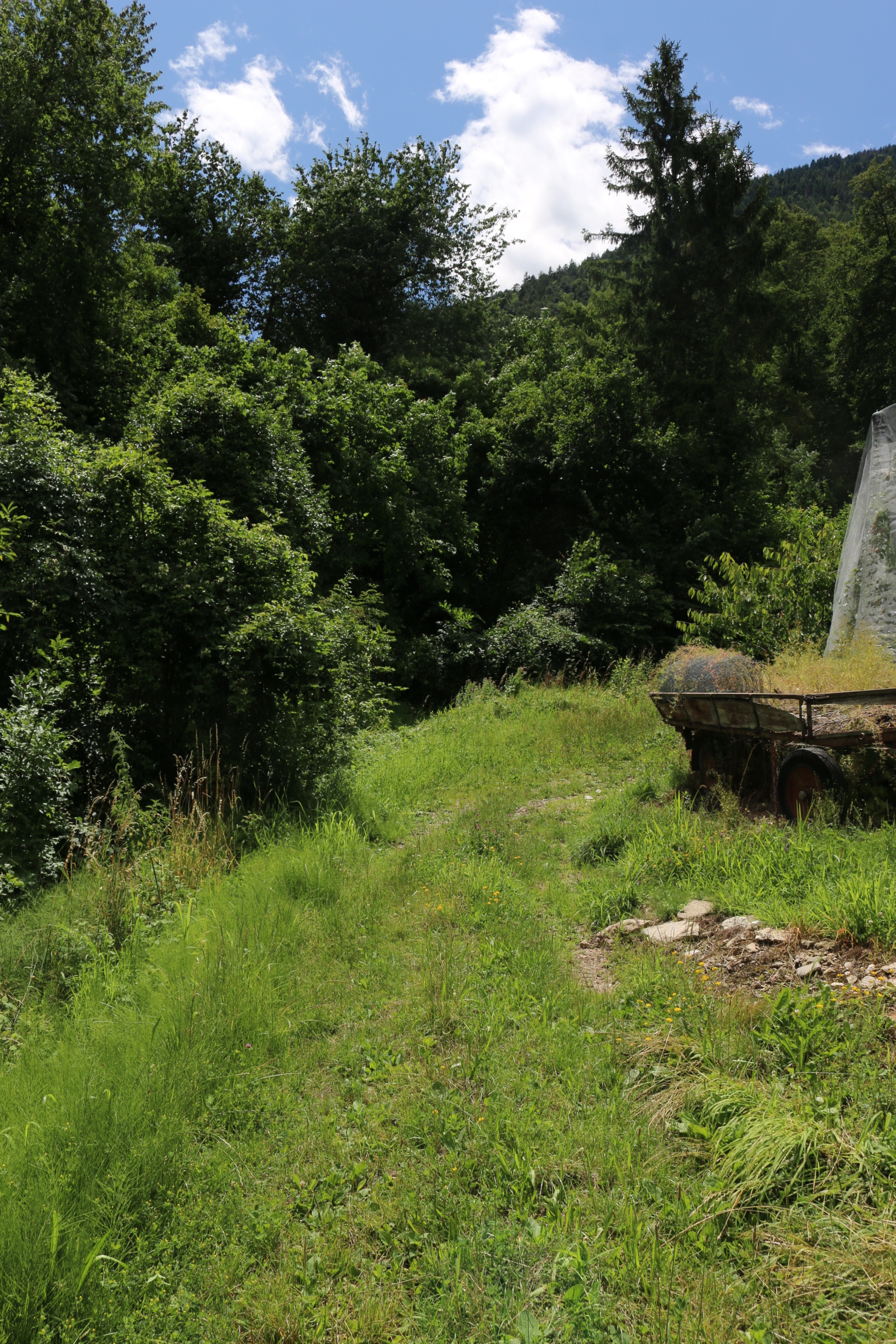 Wohl kleinste Streuobstwiese in Südtirol - Photo 2