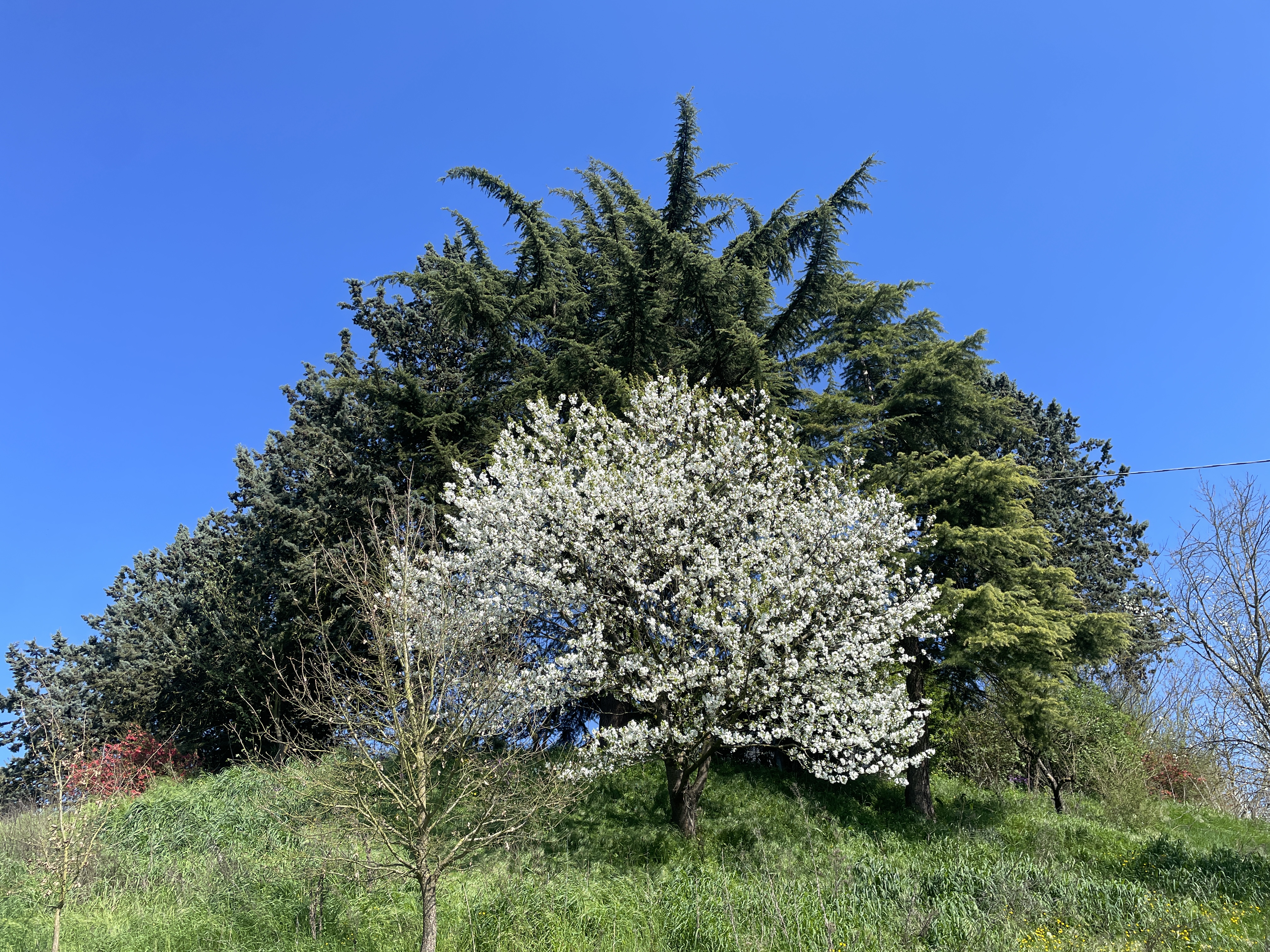 Vista Bormida photo 4