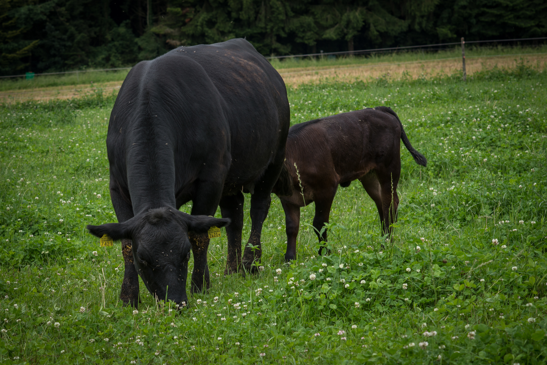 Biohof-Enderlin photo 2