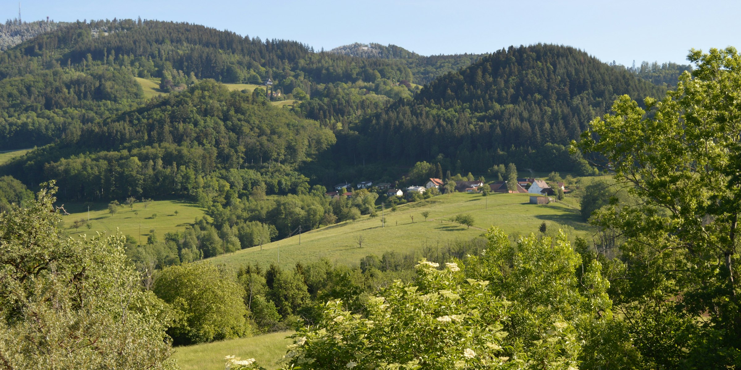 Möhrenblick photo 5