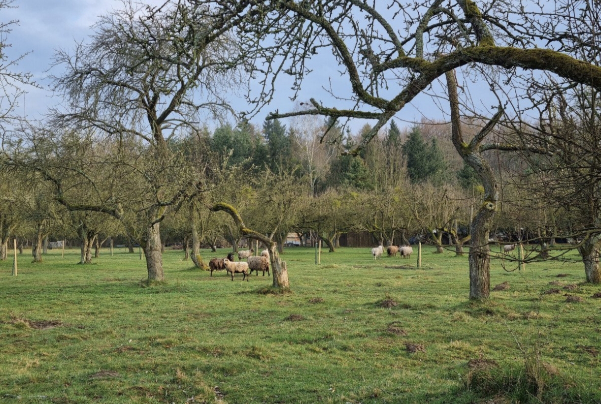 Apfelwiese mit Pferd und Schaf, waldnah und ruhig. photo 4