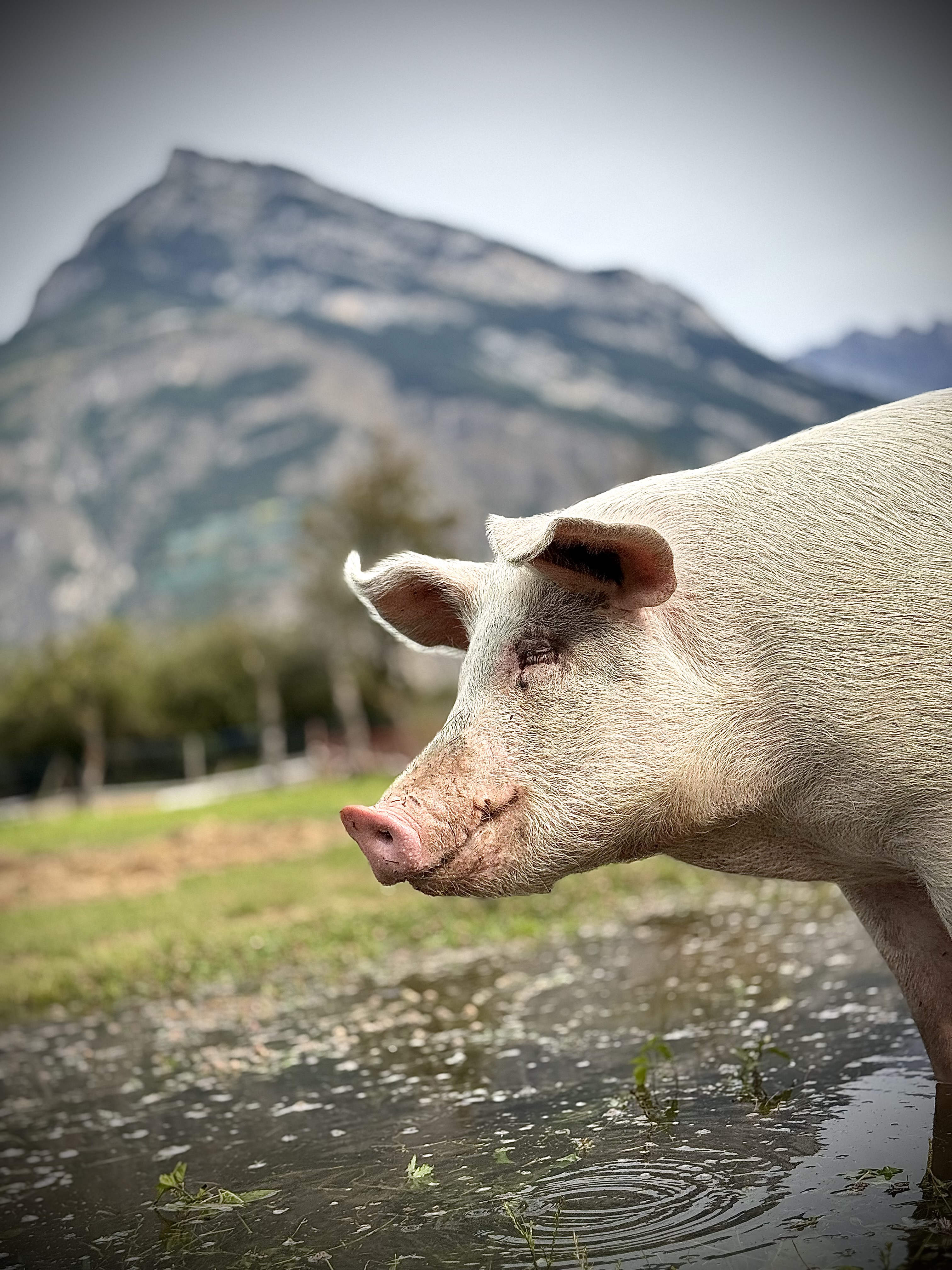 Au ❤️ du Valais, avec des animaux ! - Photo 2