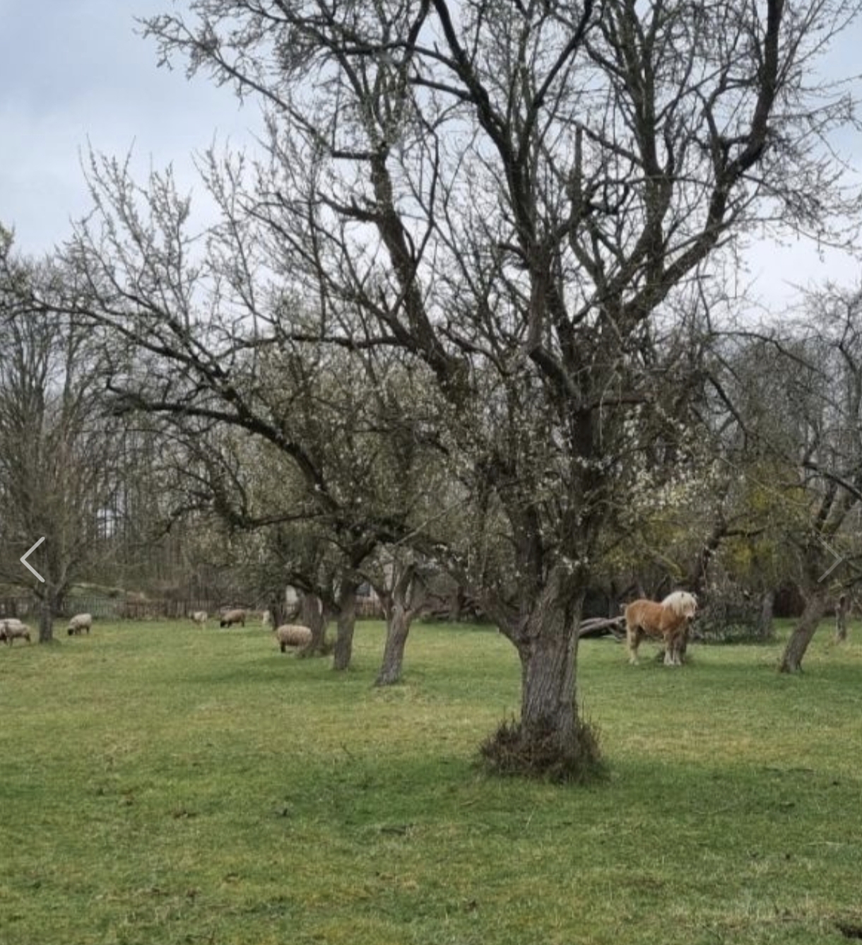 Apfelwiese mit Pferd und Schaf, waldnah und ruhig. photo 5
