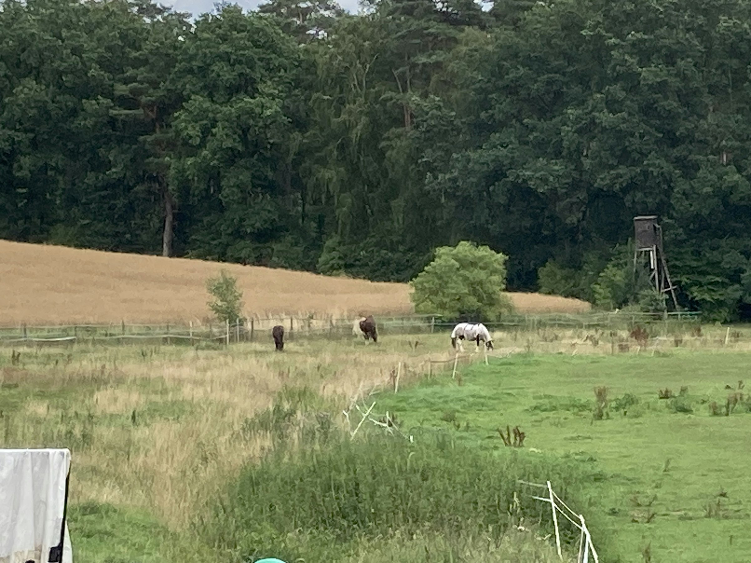 Erholung im Pferdeland photo 4