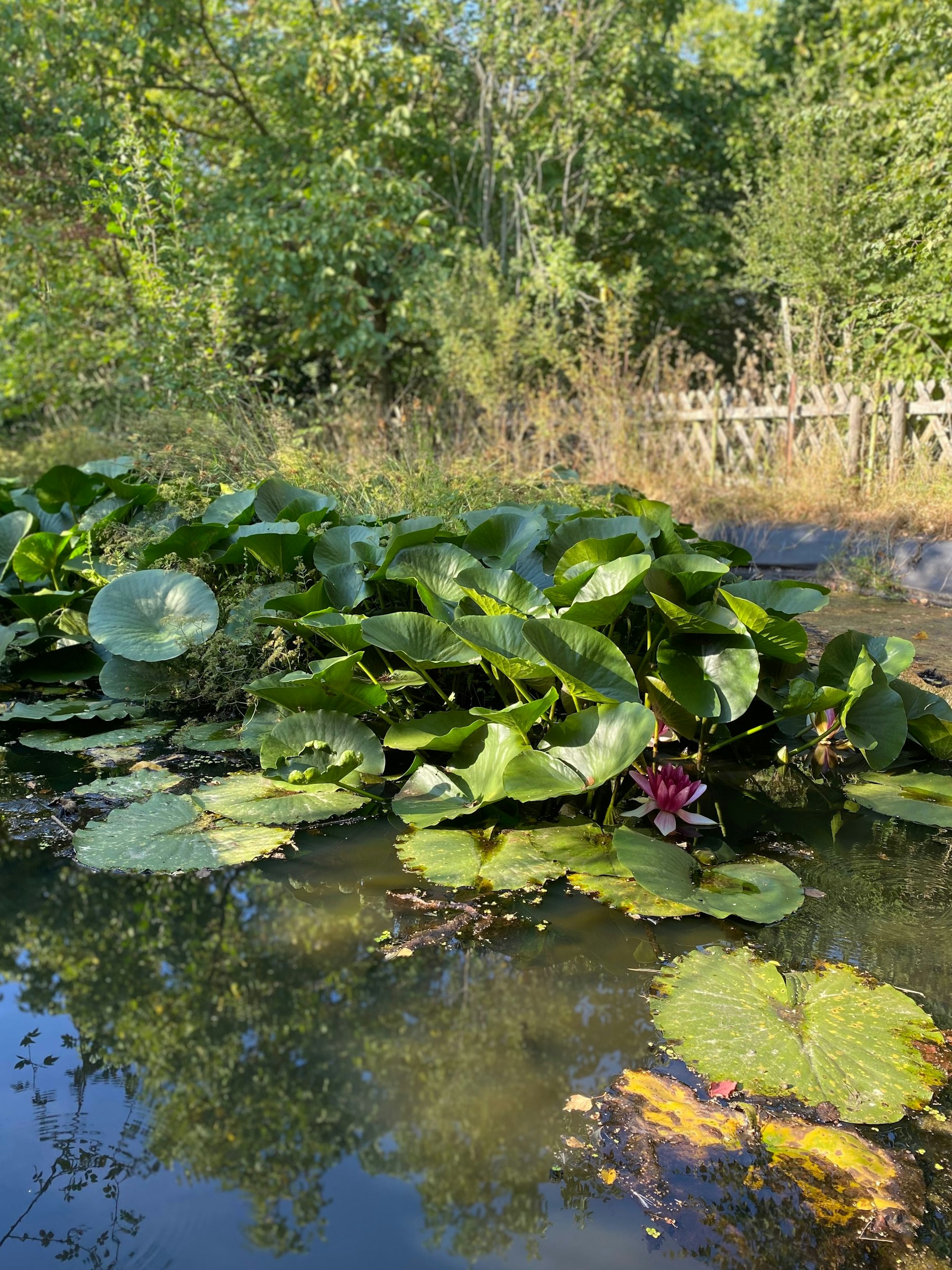 Herzen Farm - Paradies im Ahrtal photo 5