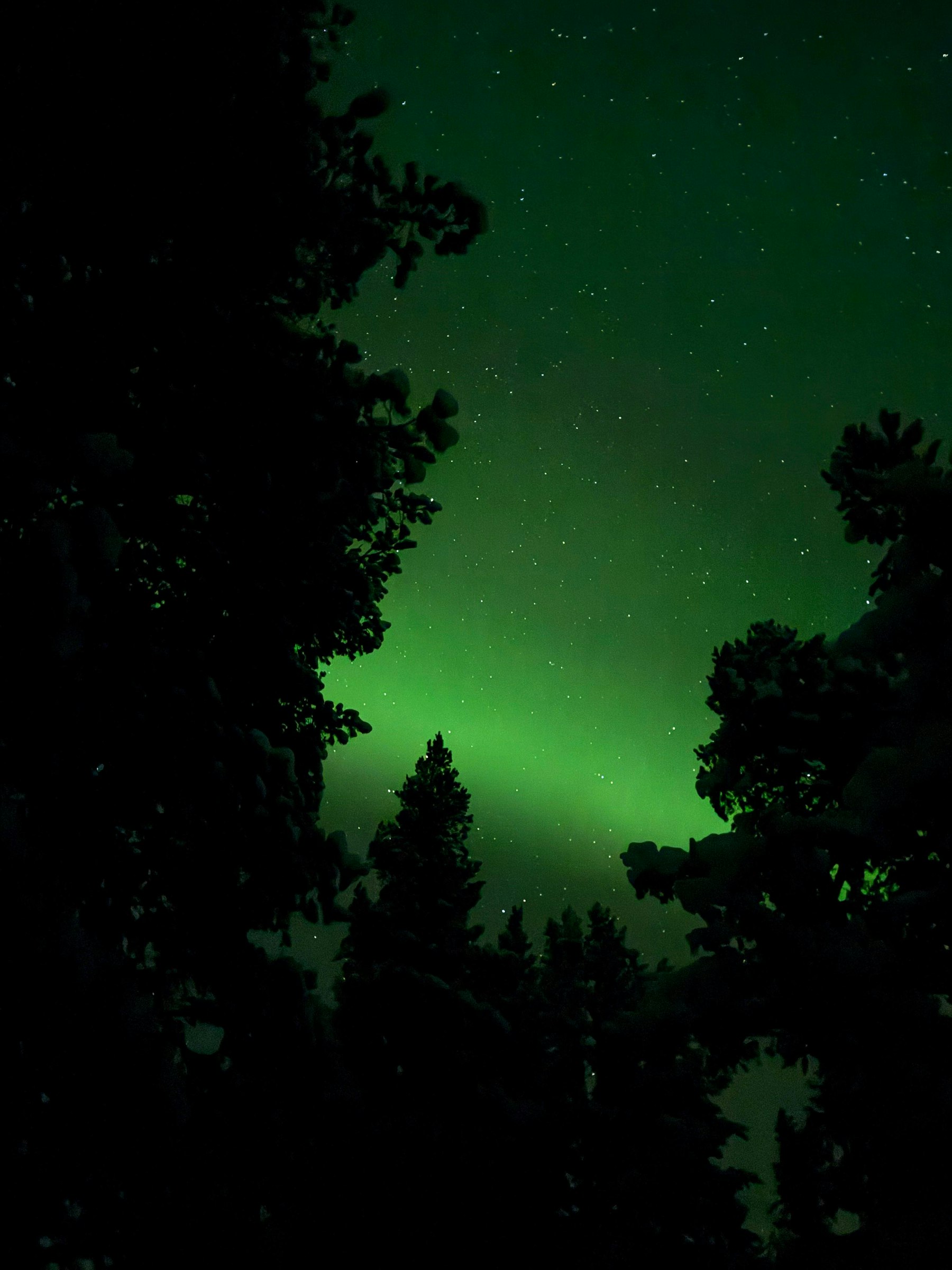 Echtes Lappland - im Wald & am See photo 3