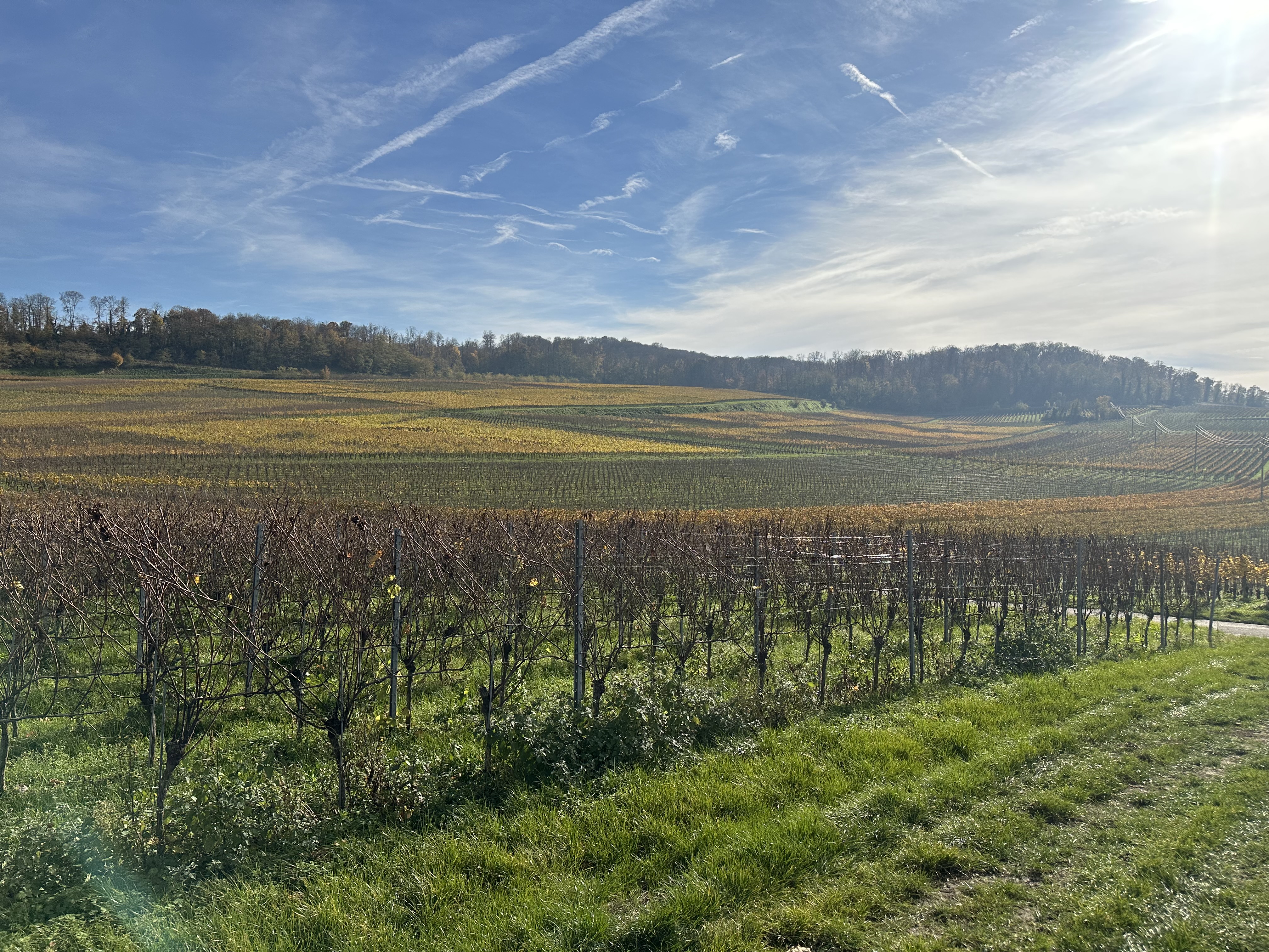 Camping im Weinberg auf dem Winzerhof photo 5