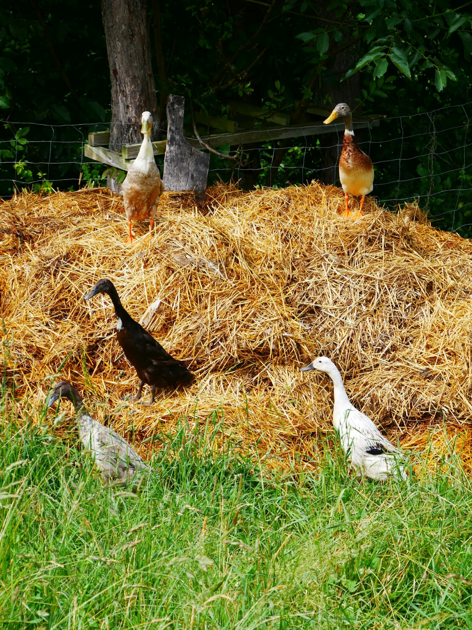 Unter dem Walnussbaum photo 2