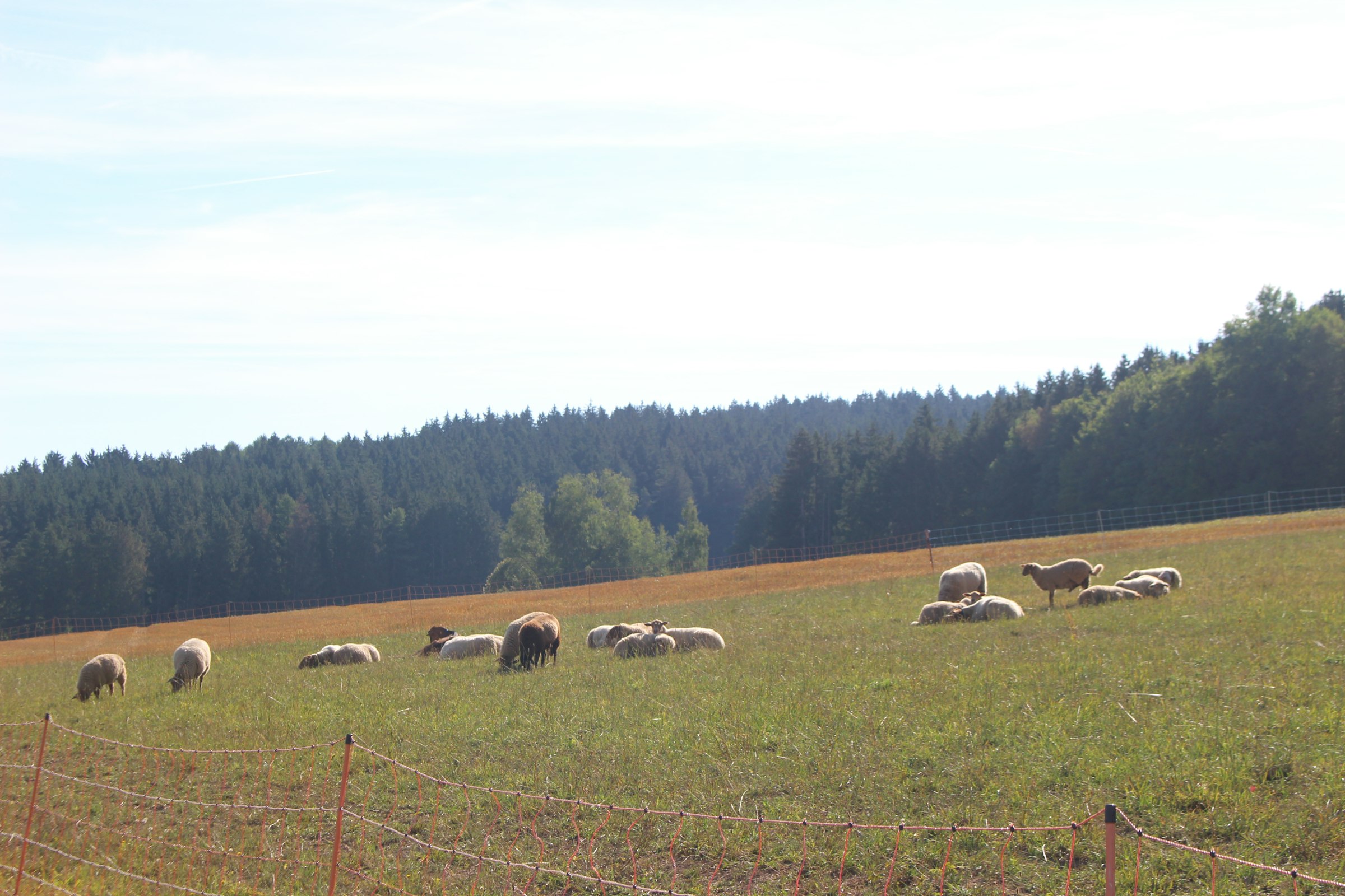 Landidylle bei der Brennerei photo 2