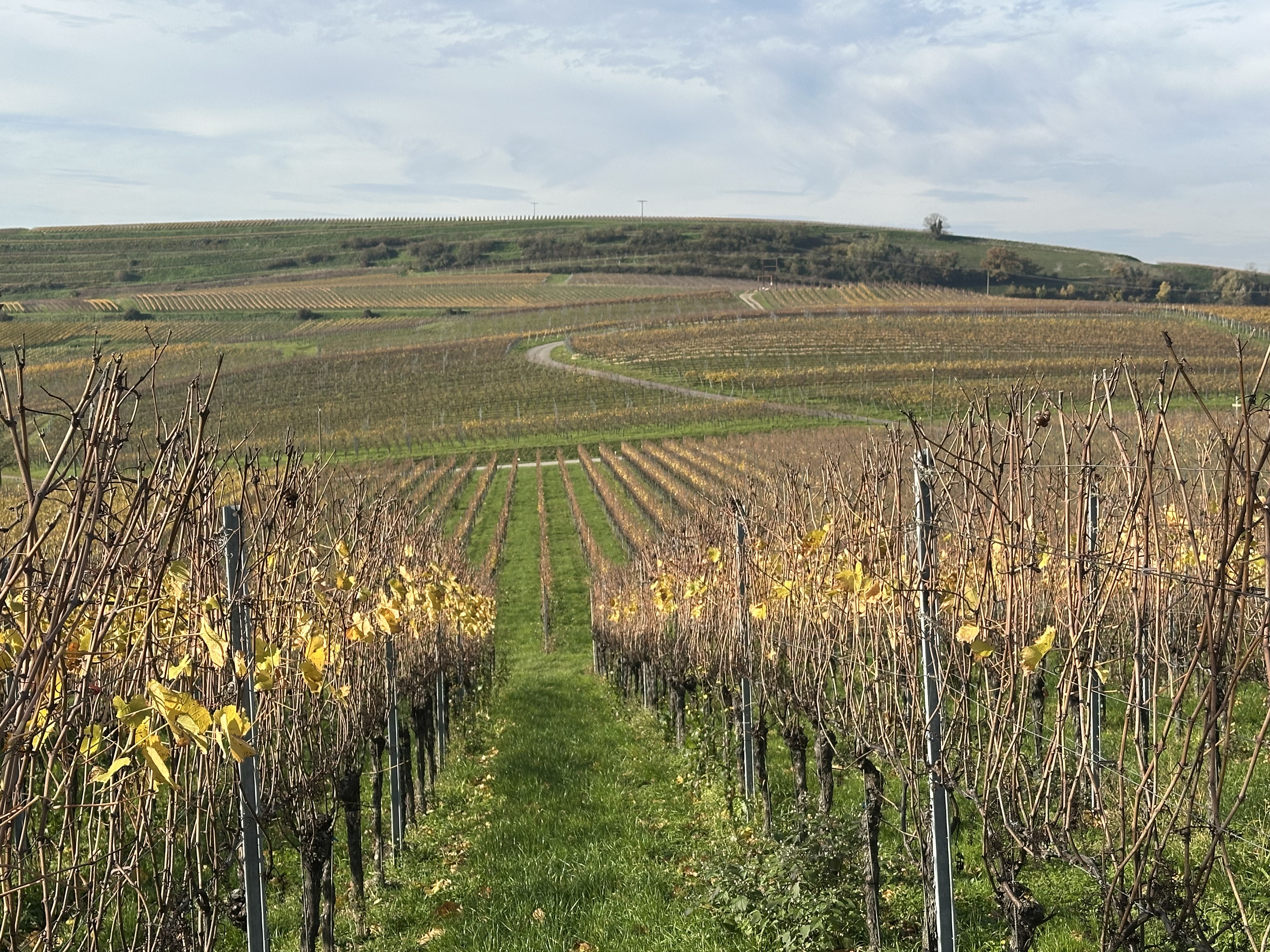 Camping im Weinberg auf dem Winzerhof photo 2