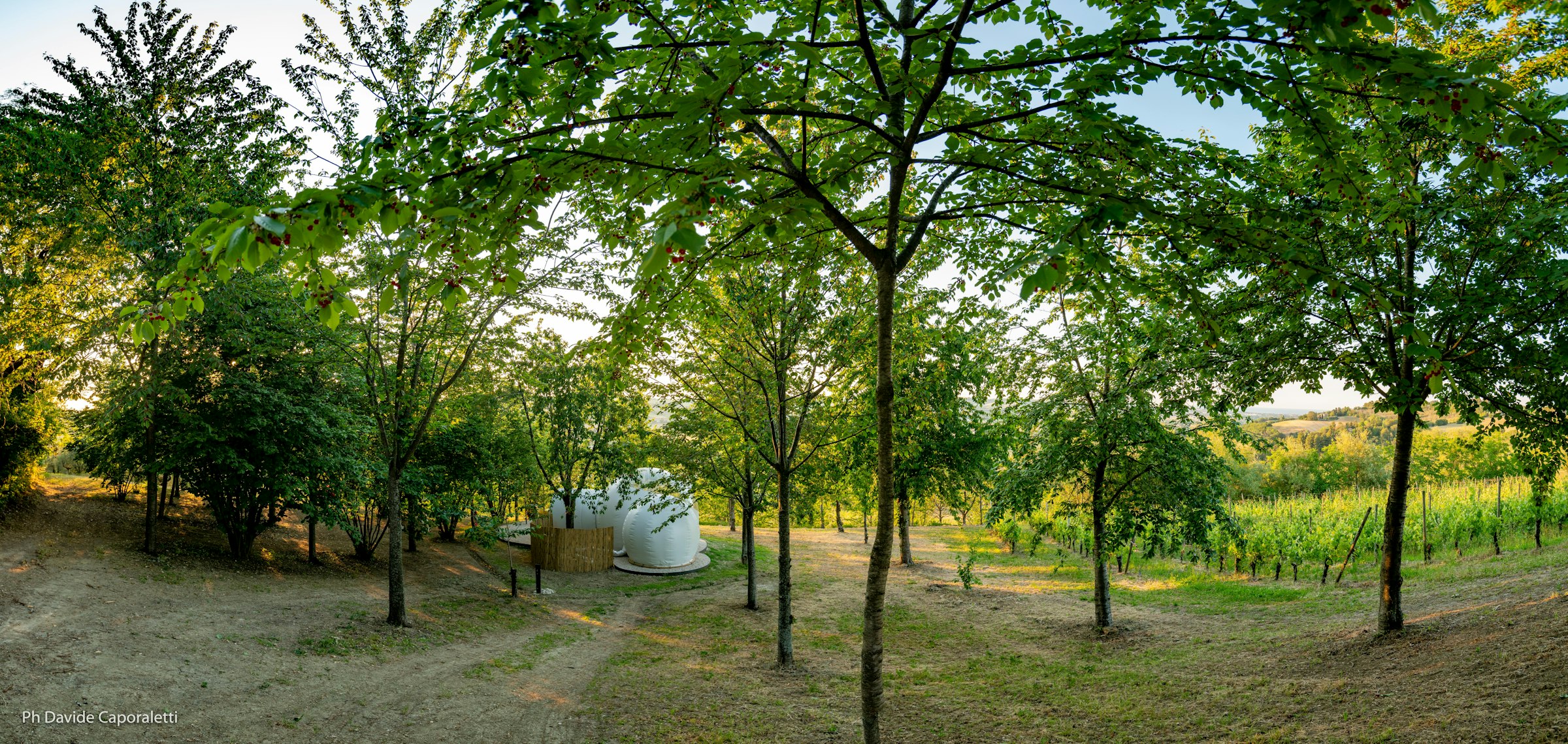 Bubble Room in vigneto a Corinaldo photo 5