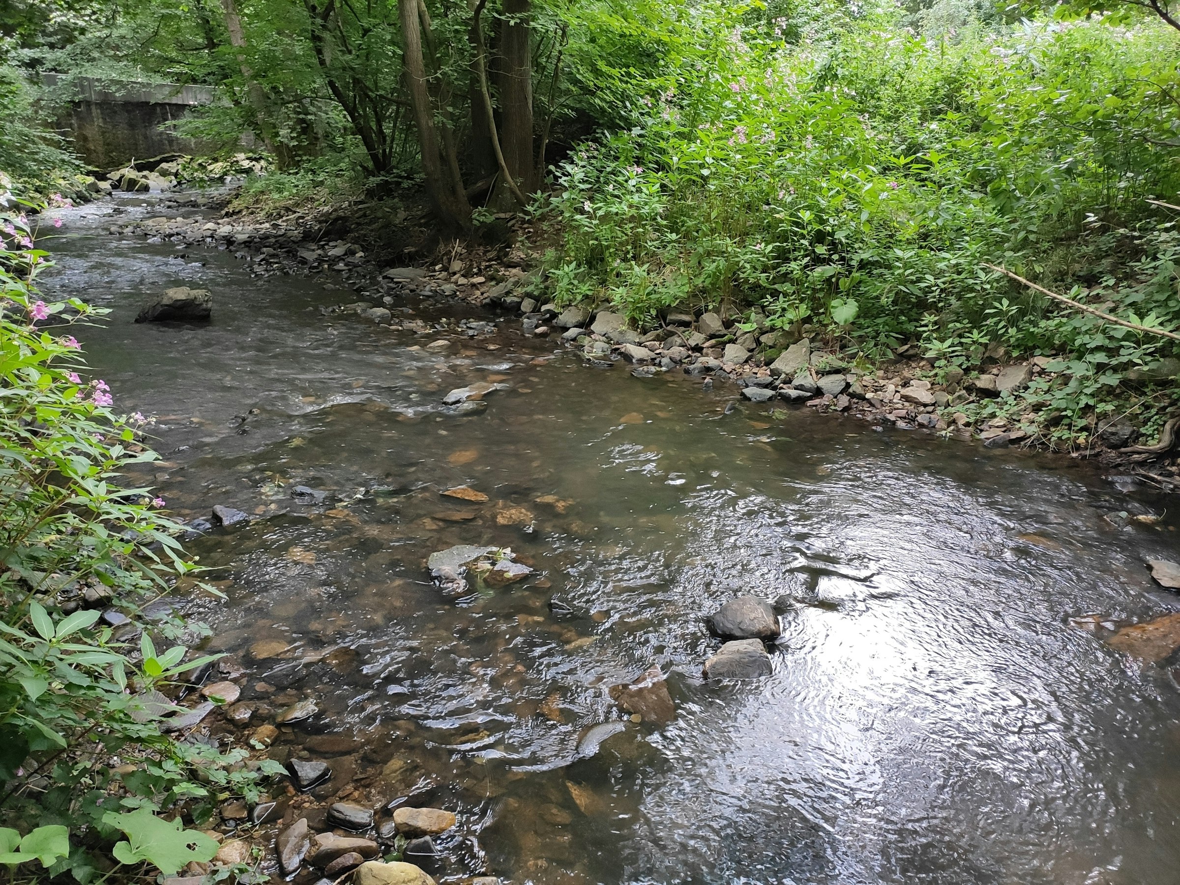 Idyllische Wiese am Bach photo 4