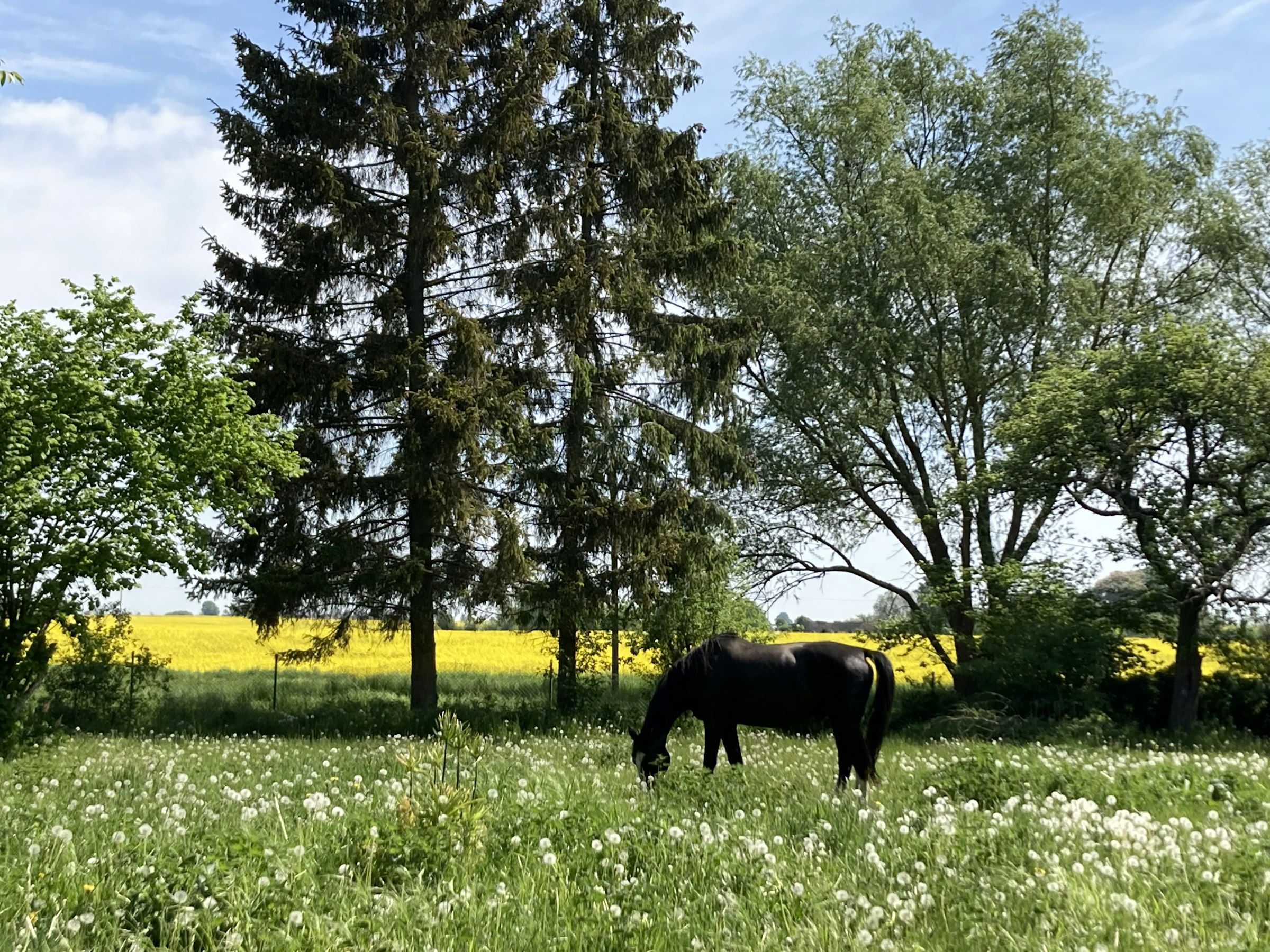 Ehemaliger Bauernhof Casabandow photo 4