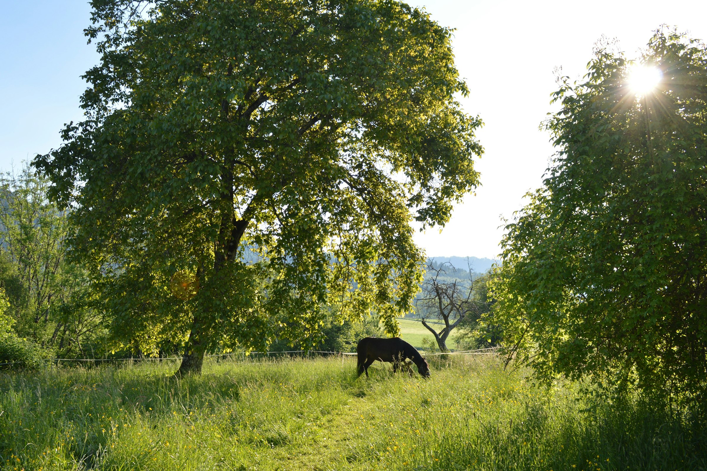 Möhrenblick photo 3