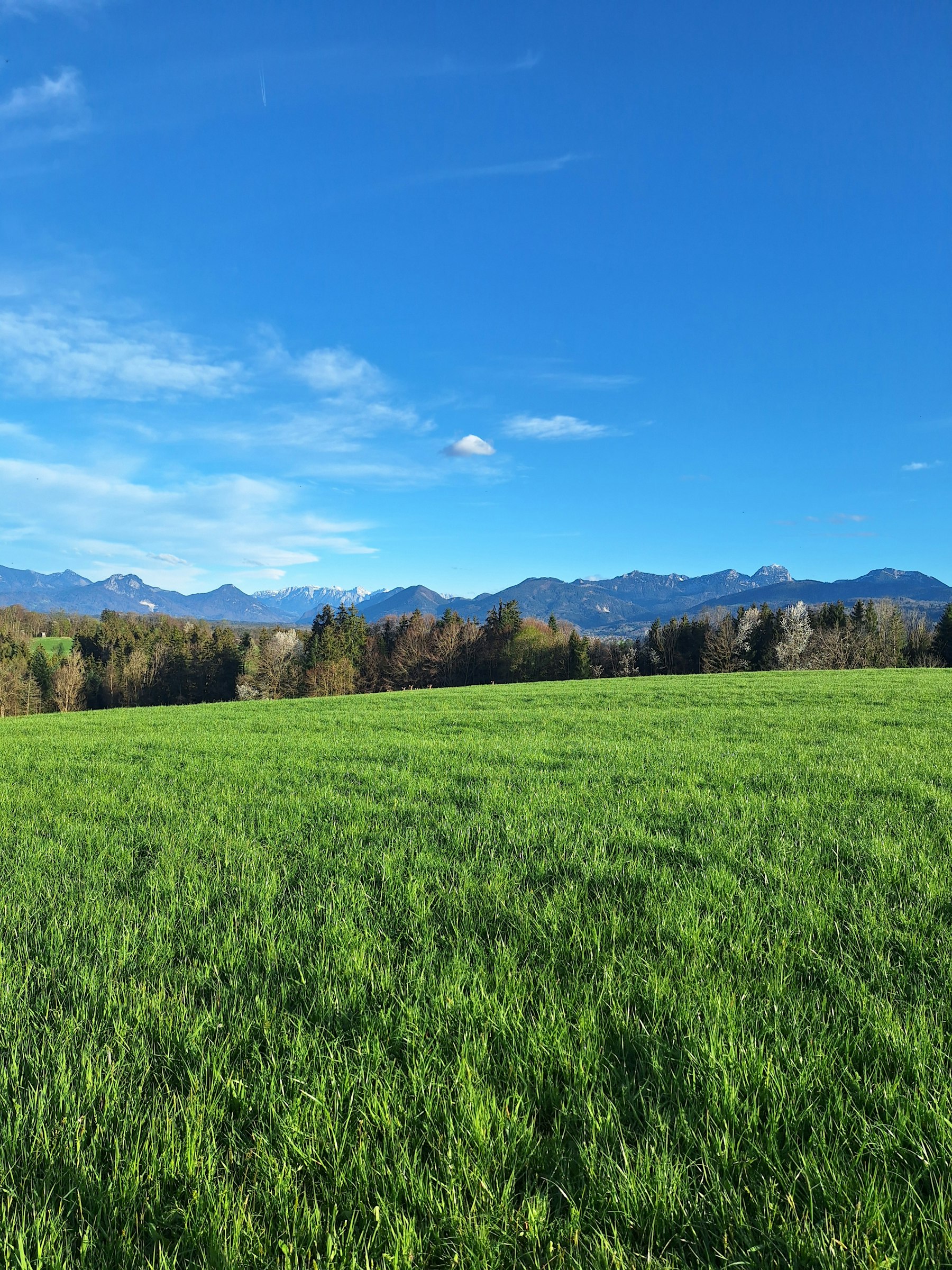 Bergblick Stellplatz mit Alpakas photo 5