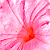 Extreme Closeup of Flower, Pink Coral Overlay